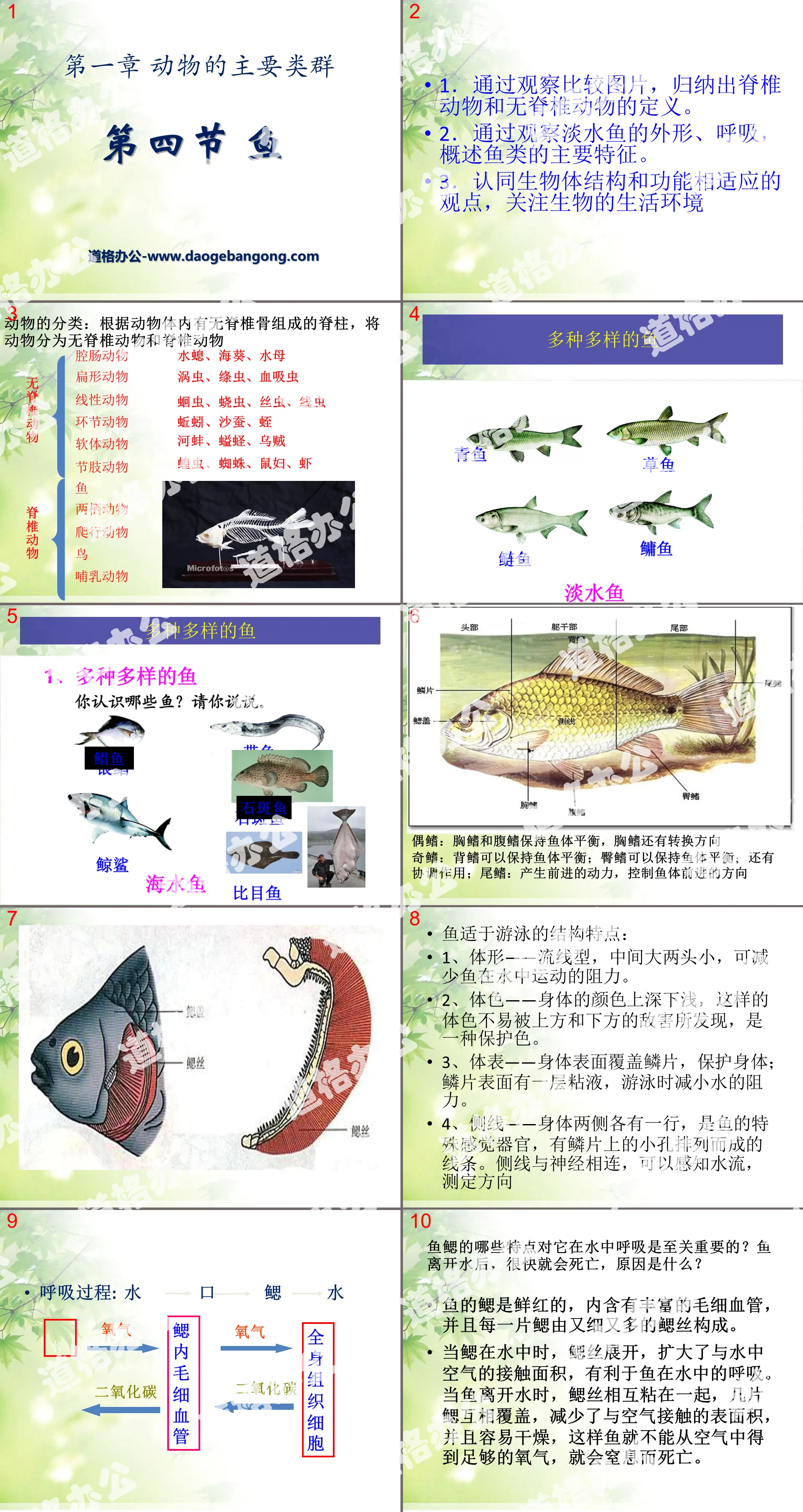 《鱼》动物的主要类群PPT课件3
