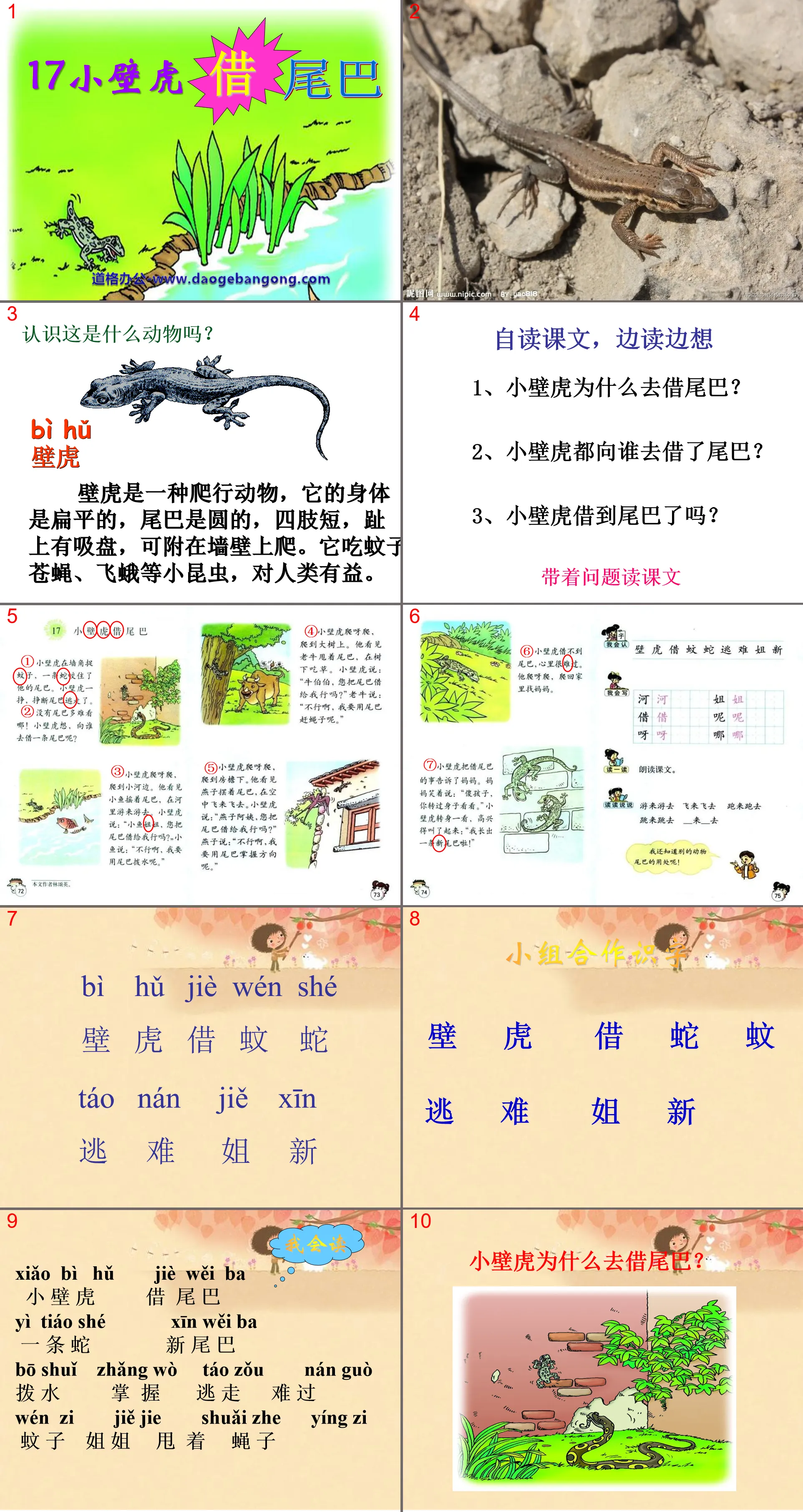 《小壁虎借尾巴》PPT课件11
