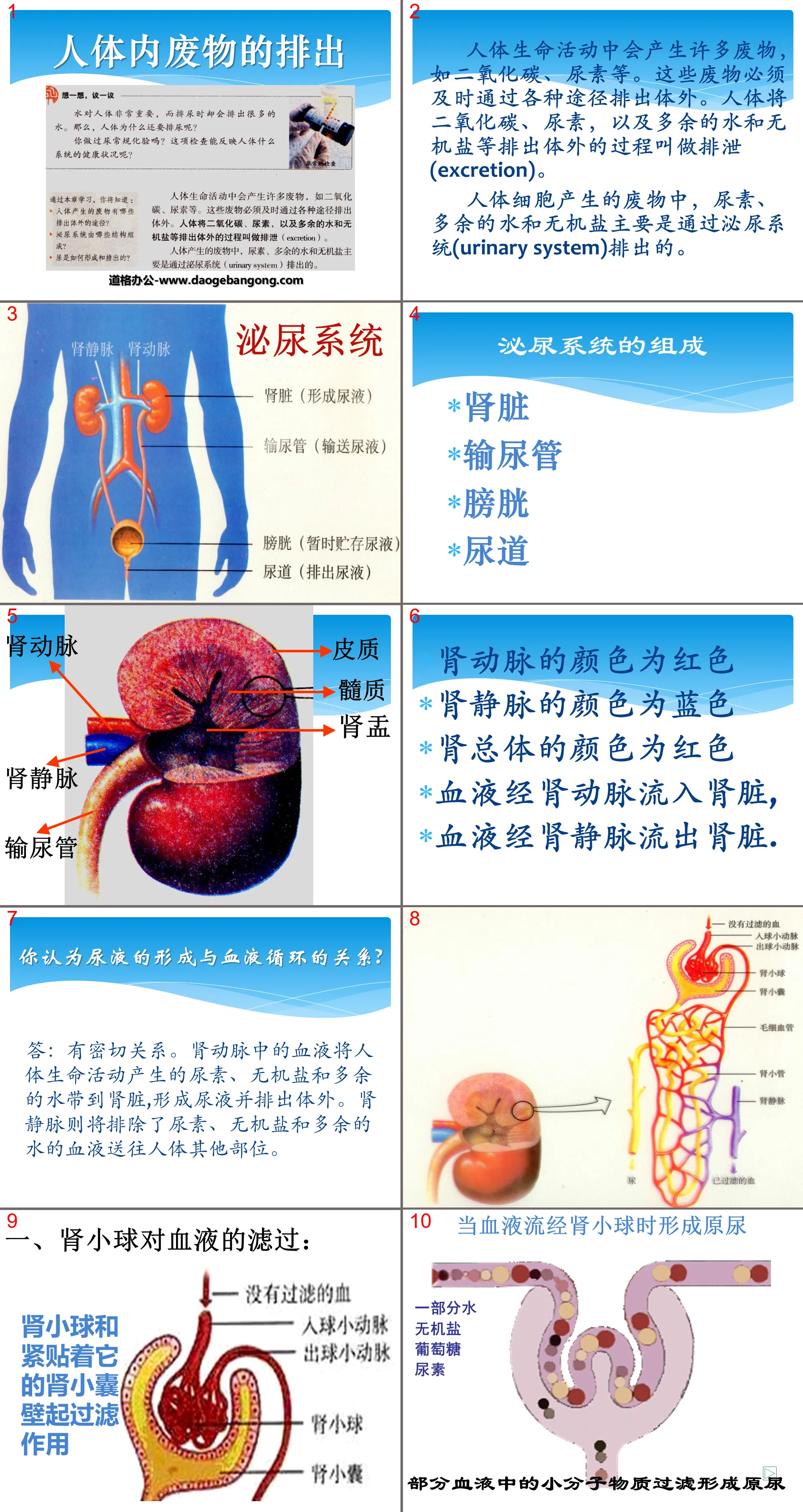 《人体内废物的排出》PPT课件2
