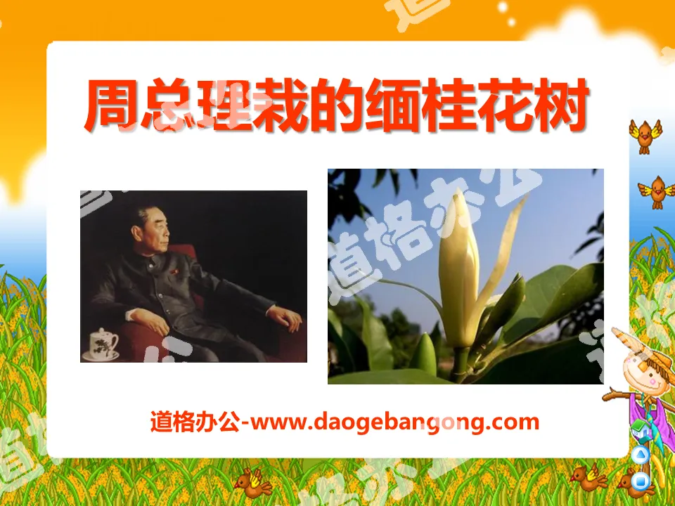 "The Burmese Osmanthus Tree Planted by Premier Zhou" PPT courseware