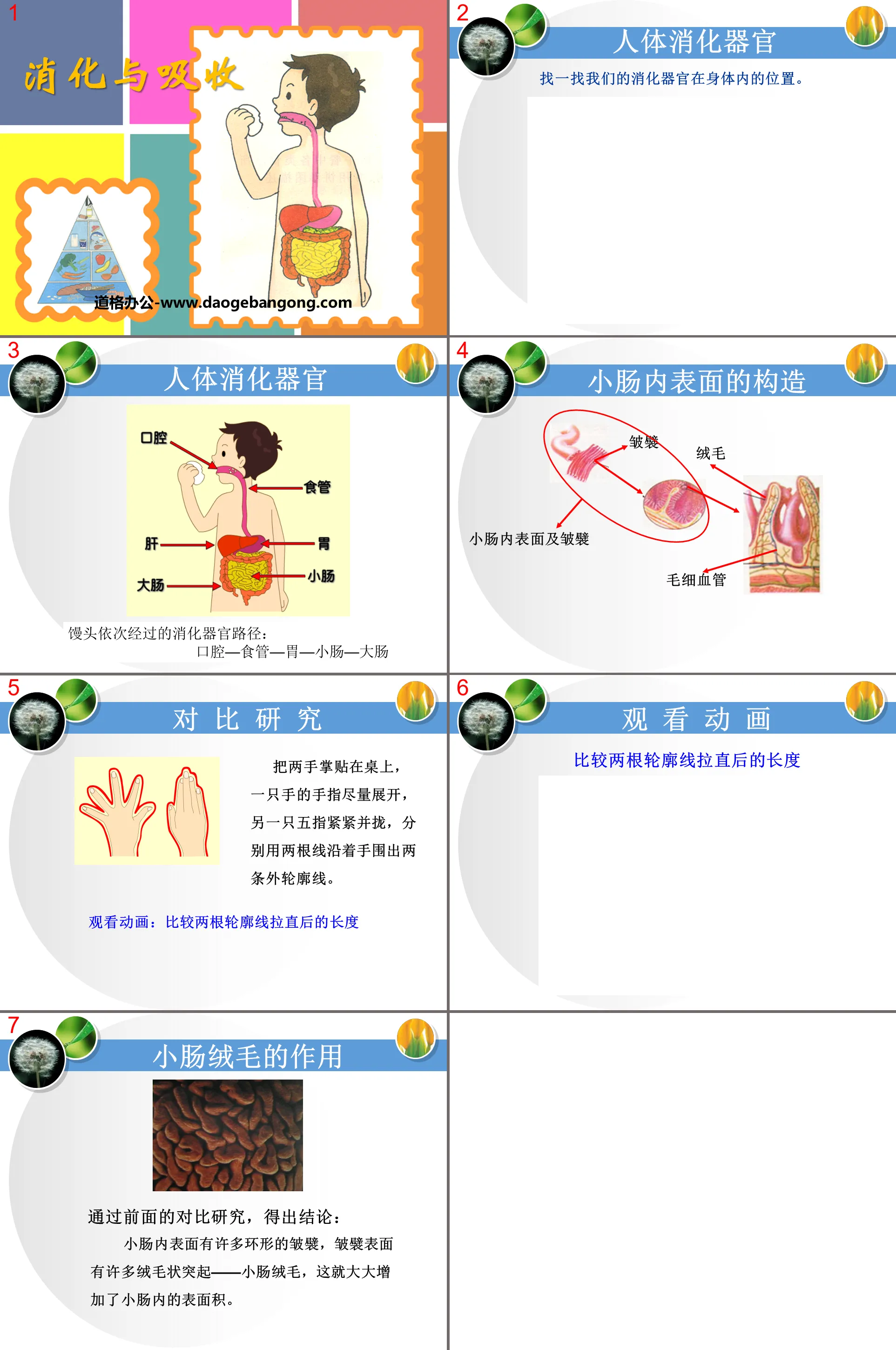 《消化與吸收》PPT課件