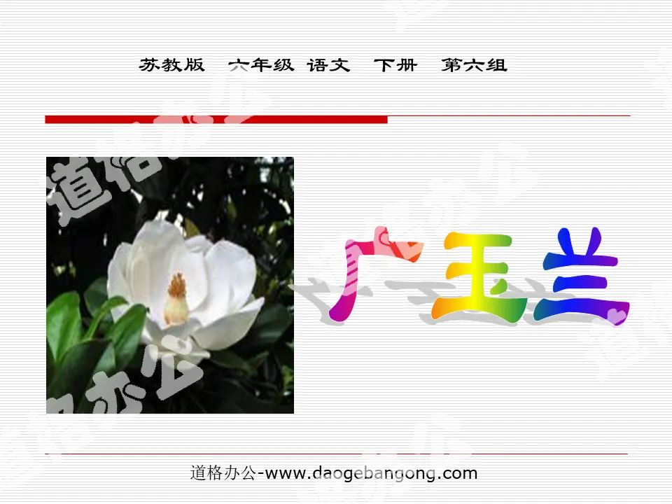 "Magnolia grandiflora" PPT courseware 2