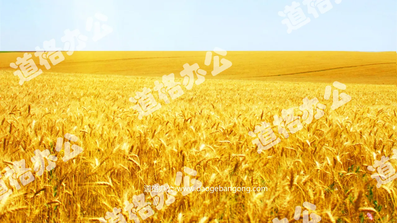 Wheat waves blown by the wind PPT animation download