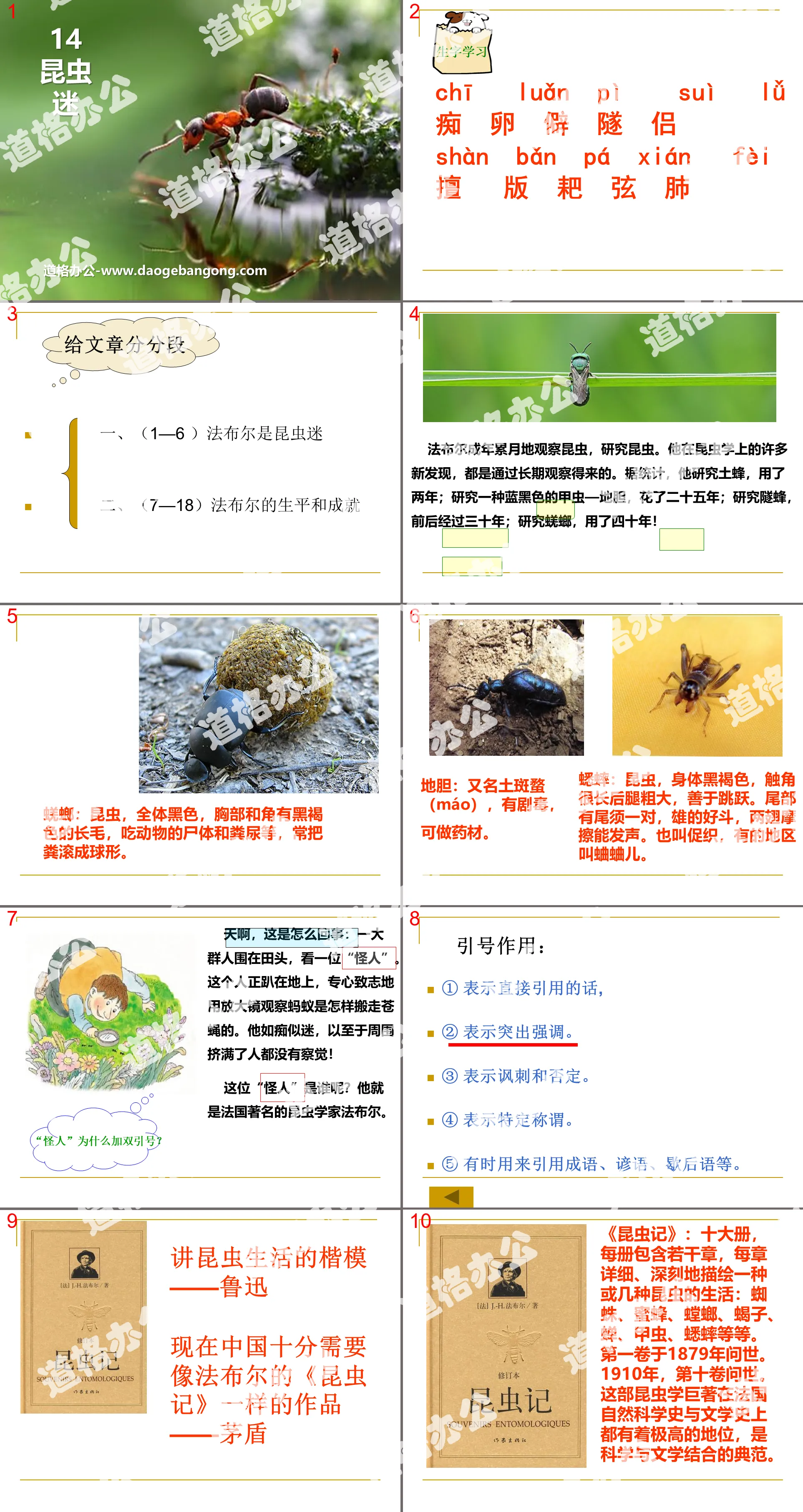 "Insect Fans" PPT Courseware 2