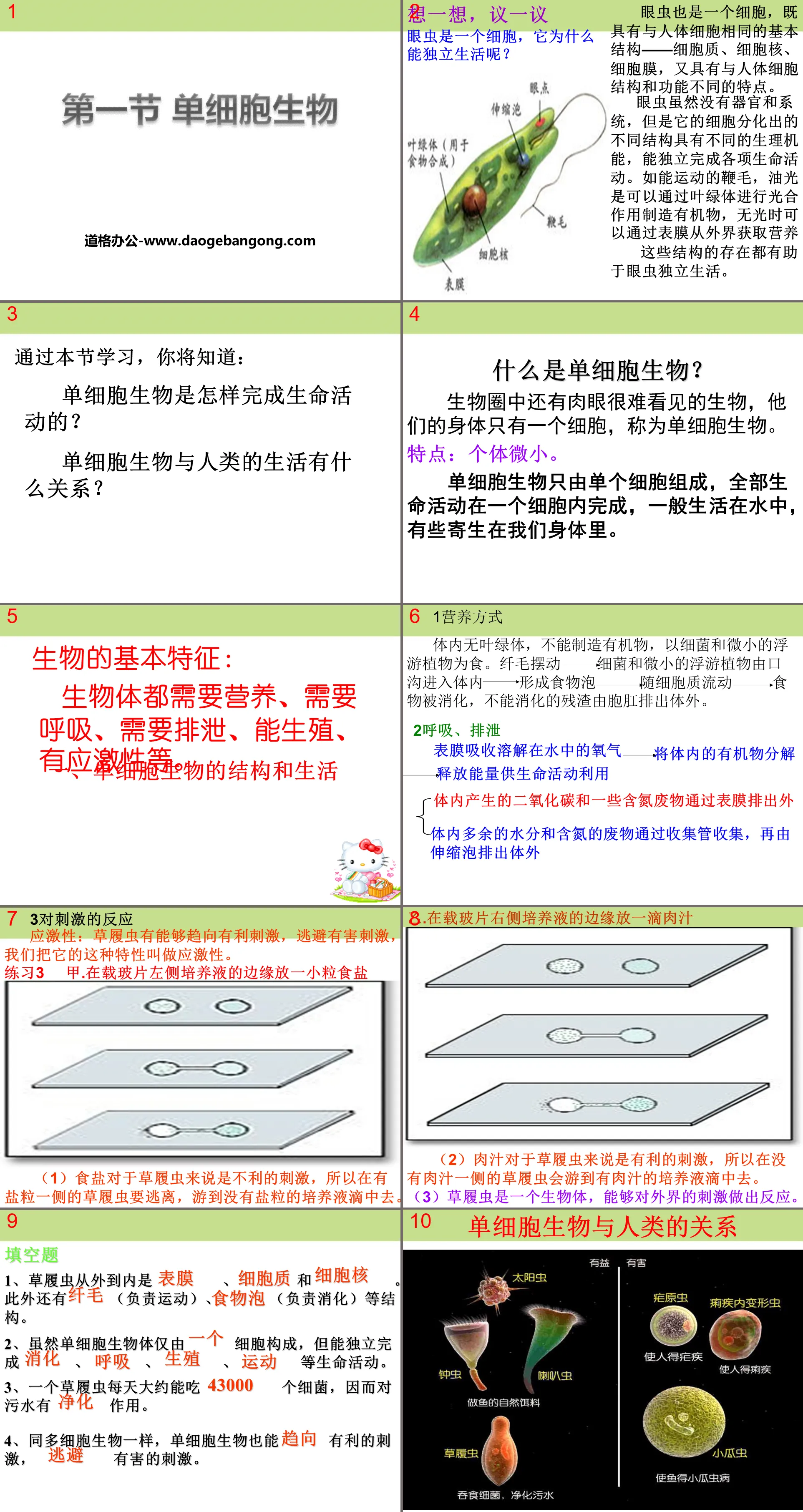 "Single Cell Organisms" PPT courseware