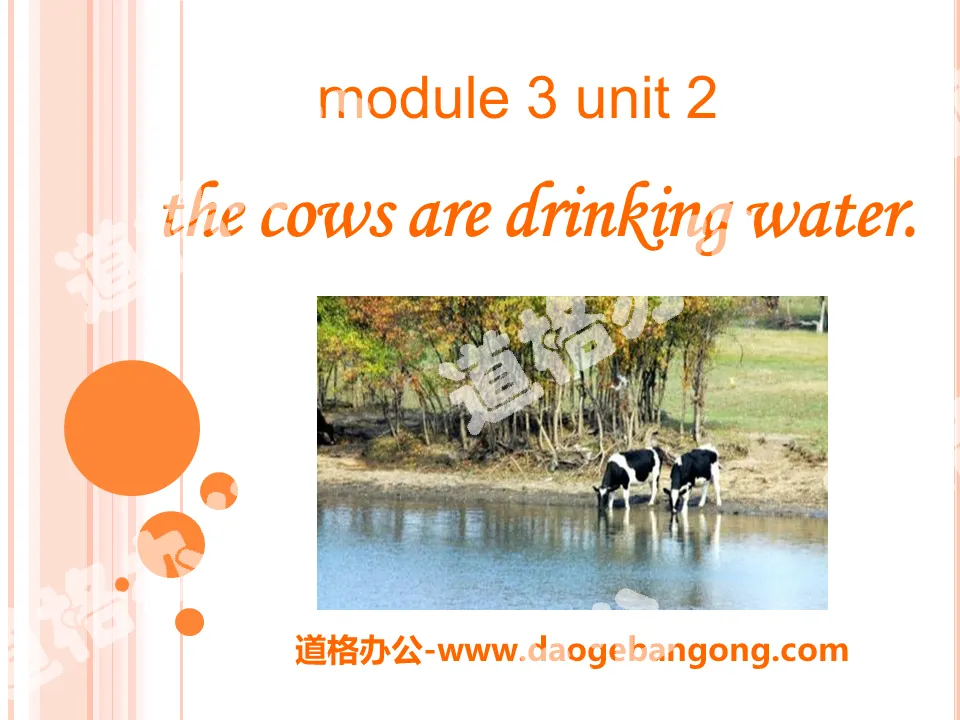 《The cows are drinking water》PPT課件4