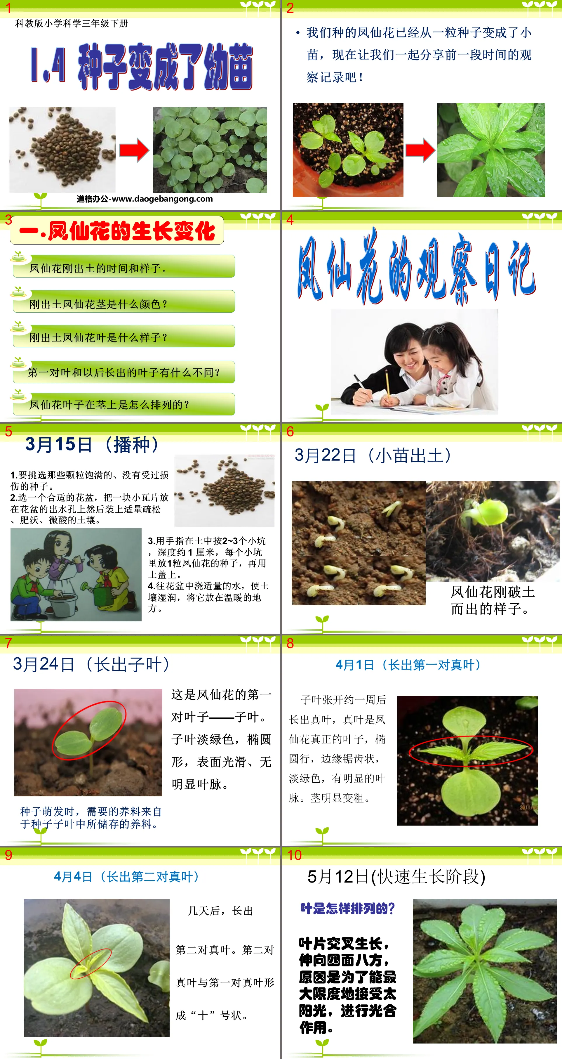 《种子变成了幼苗》植物的生长变化PPT课件2
