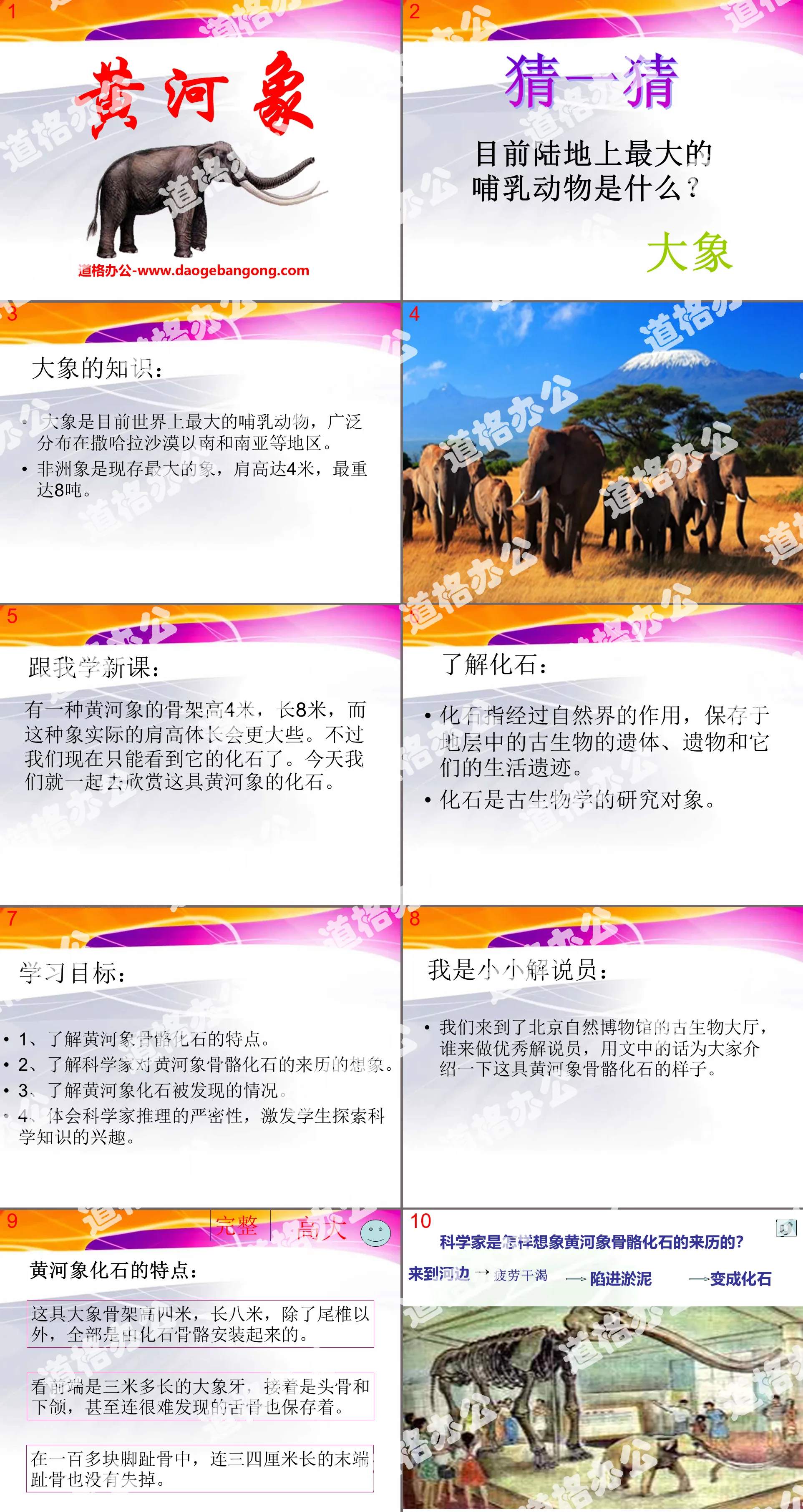 《黄河象》PPT课件4
