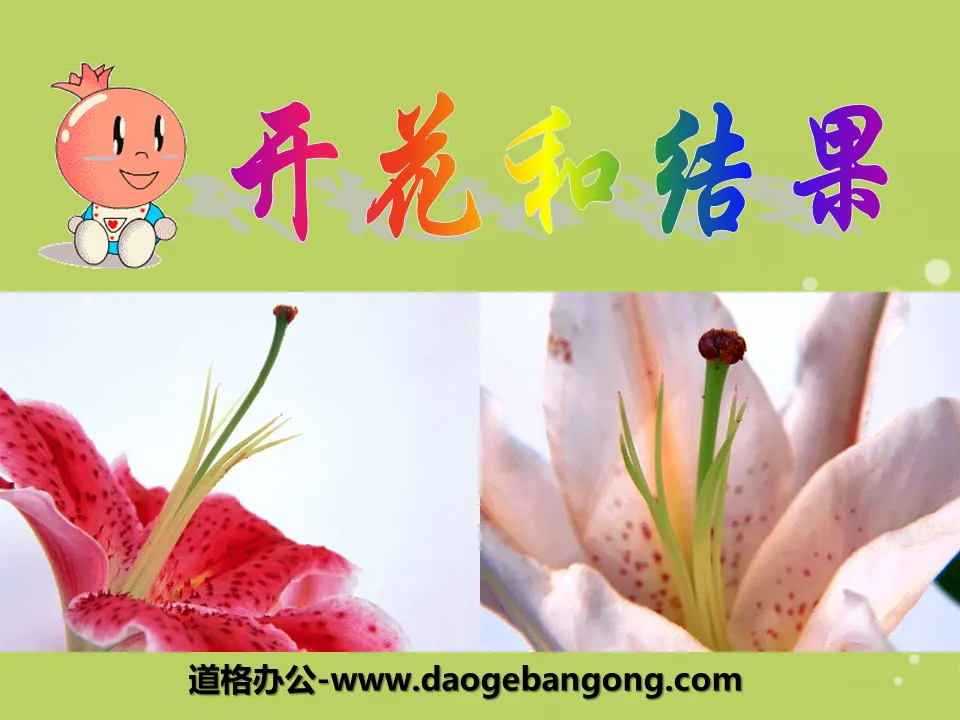 "Blooming and Fruiting" Life of Angiosperms PPT Courseware 7