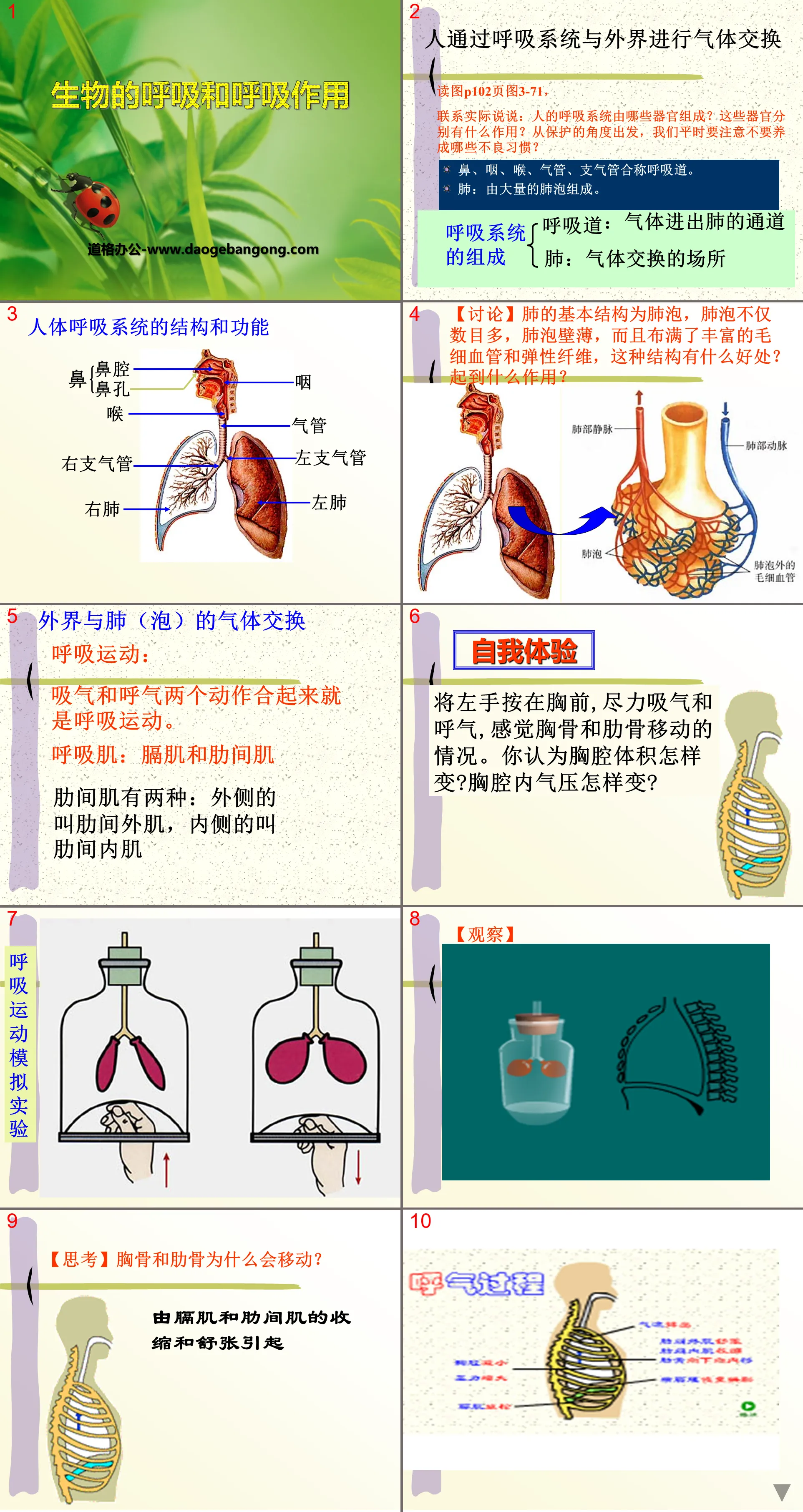 《生物的呼吸和呼吸作用》PPT