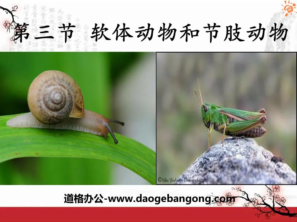 "Mollusks and Arthropods" Main Groups of Animals PPT Courseware 7