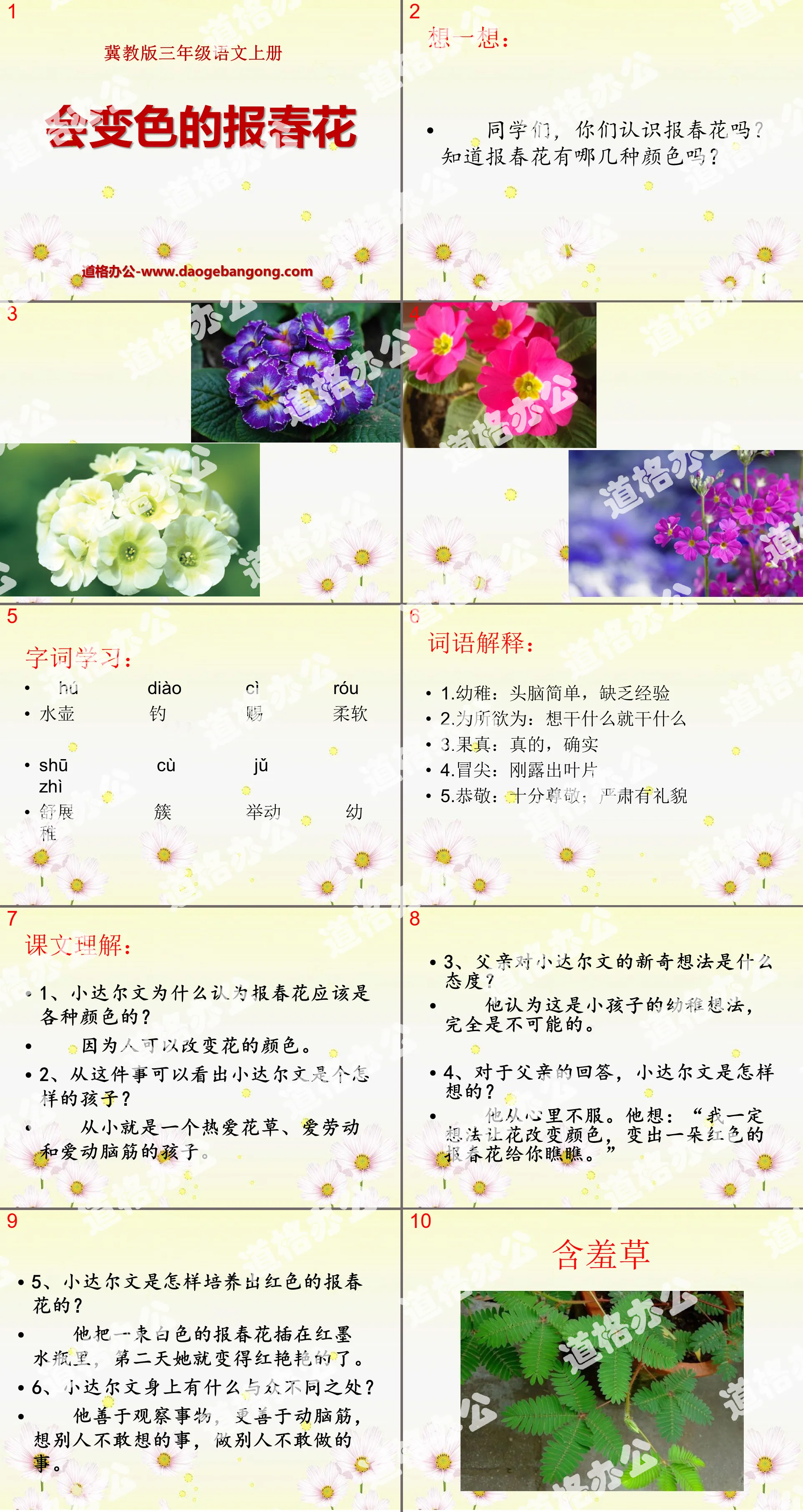 "Primroses that Change Color" PPT Courseware 3