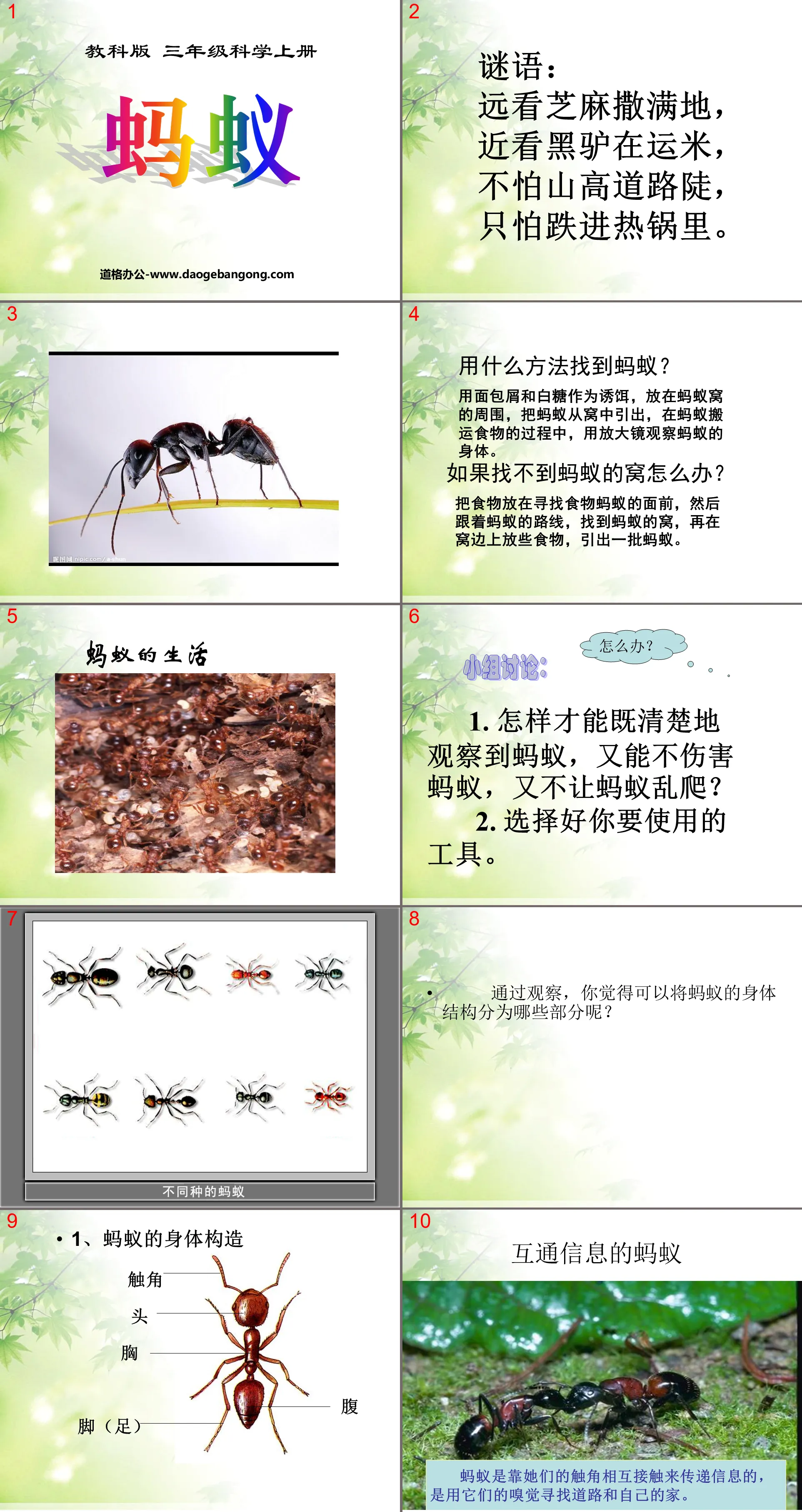 "Ant" Animal PPT Courseware 4