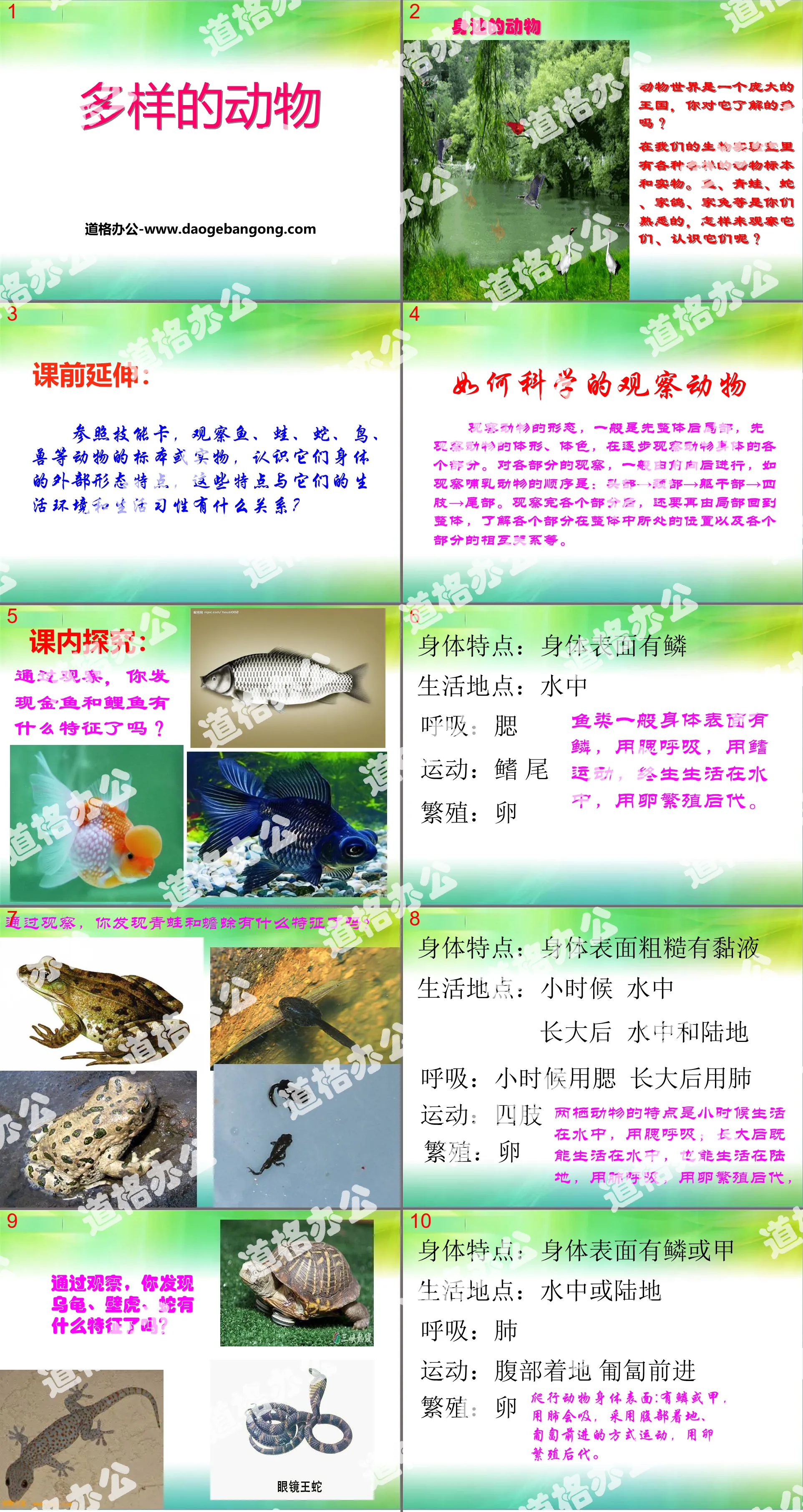 《 多樣化的動物 》PPT