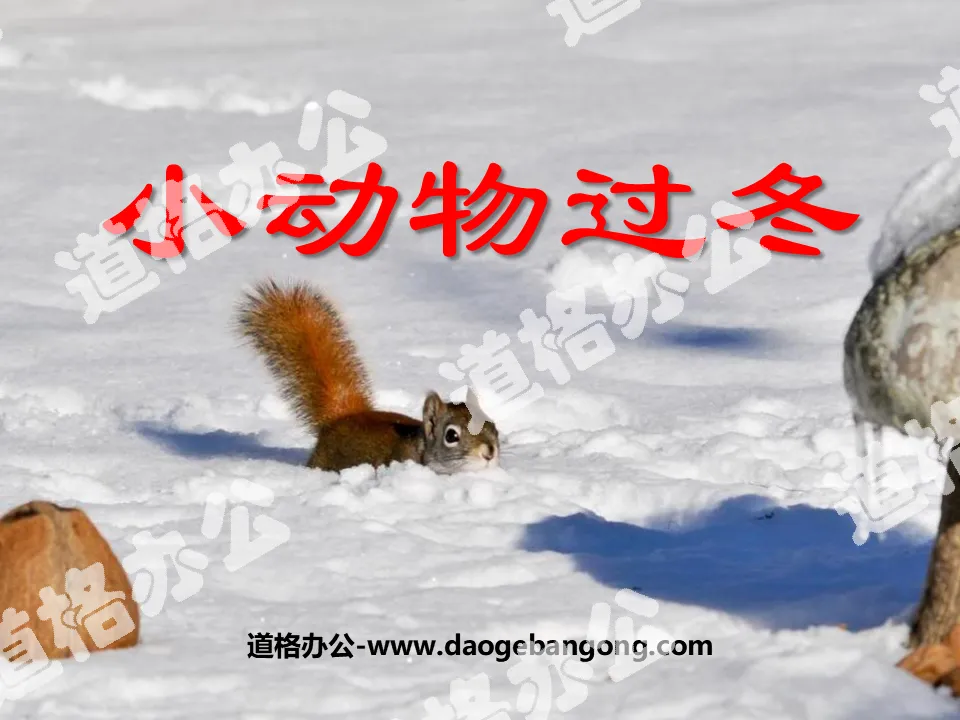 "Small Animals Over the Winter" PPT Courseware 5