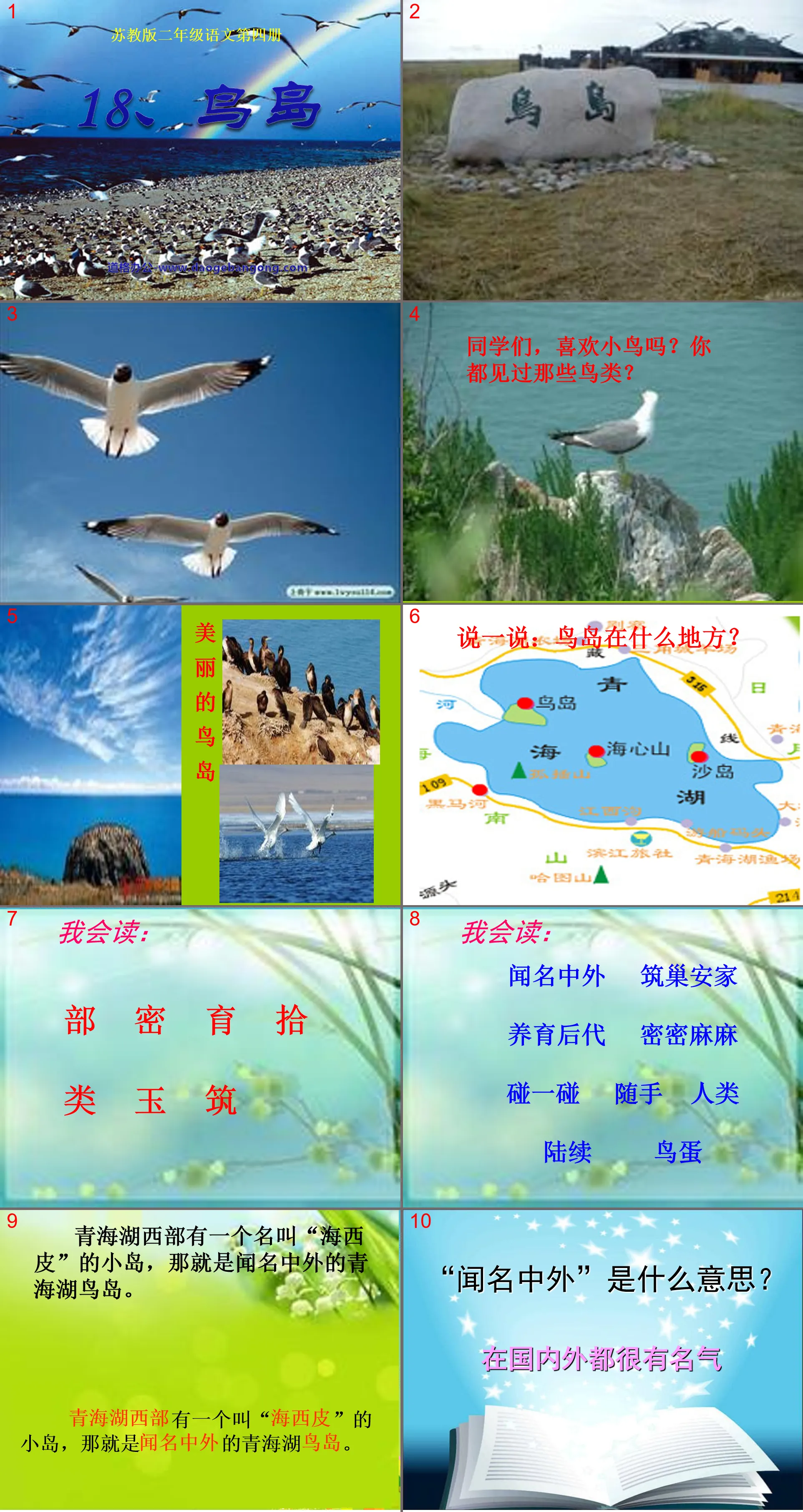 "Bird Island" PPT courseware 4