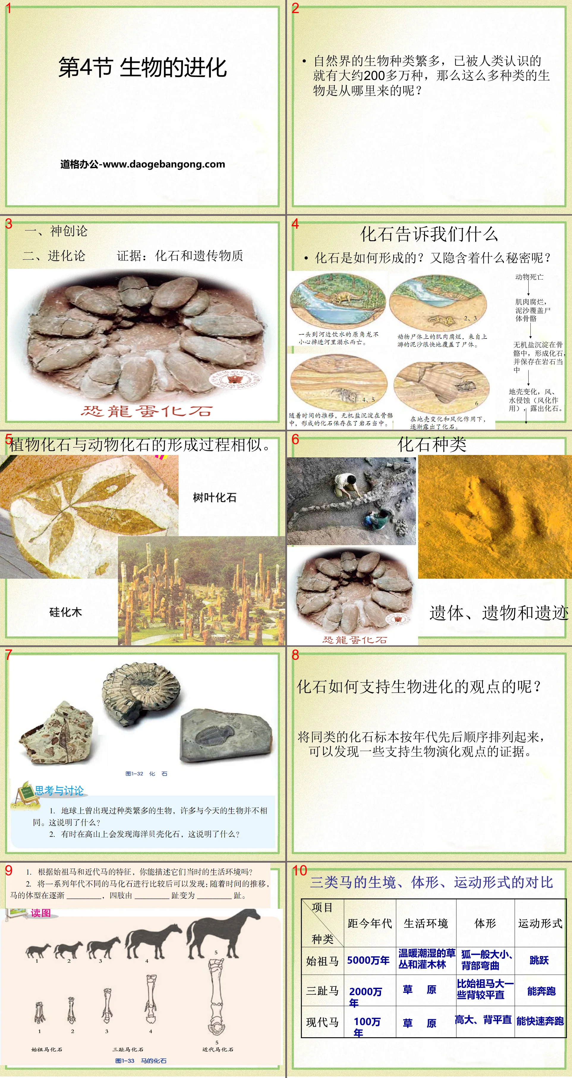 《生物的进化》PPT免费课件
