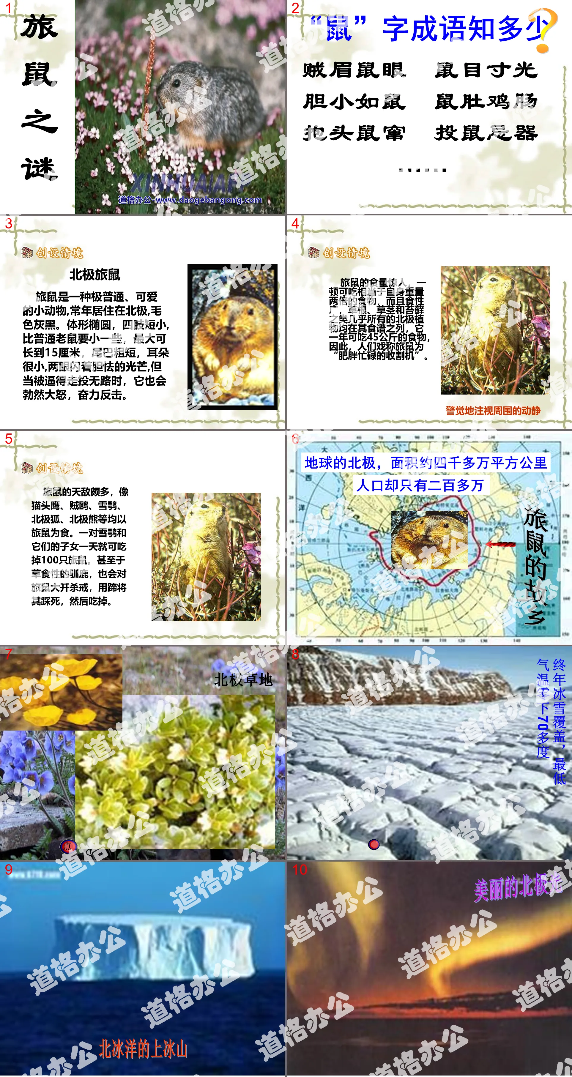 《旅鼠之謎》PPT課件2