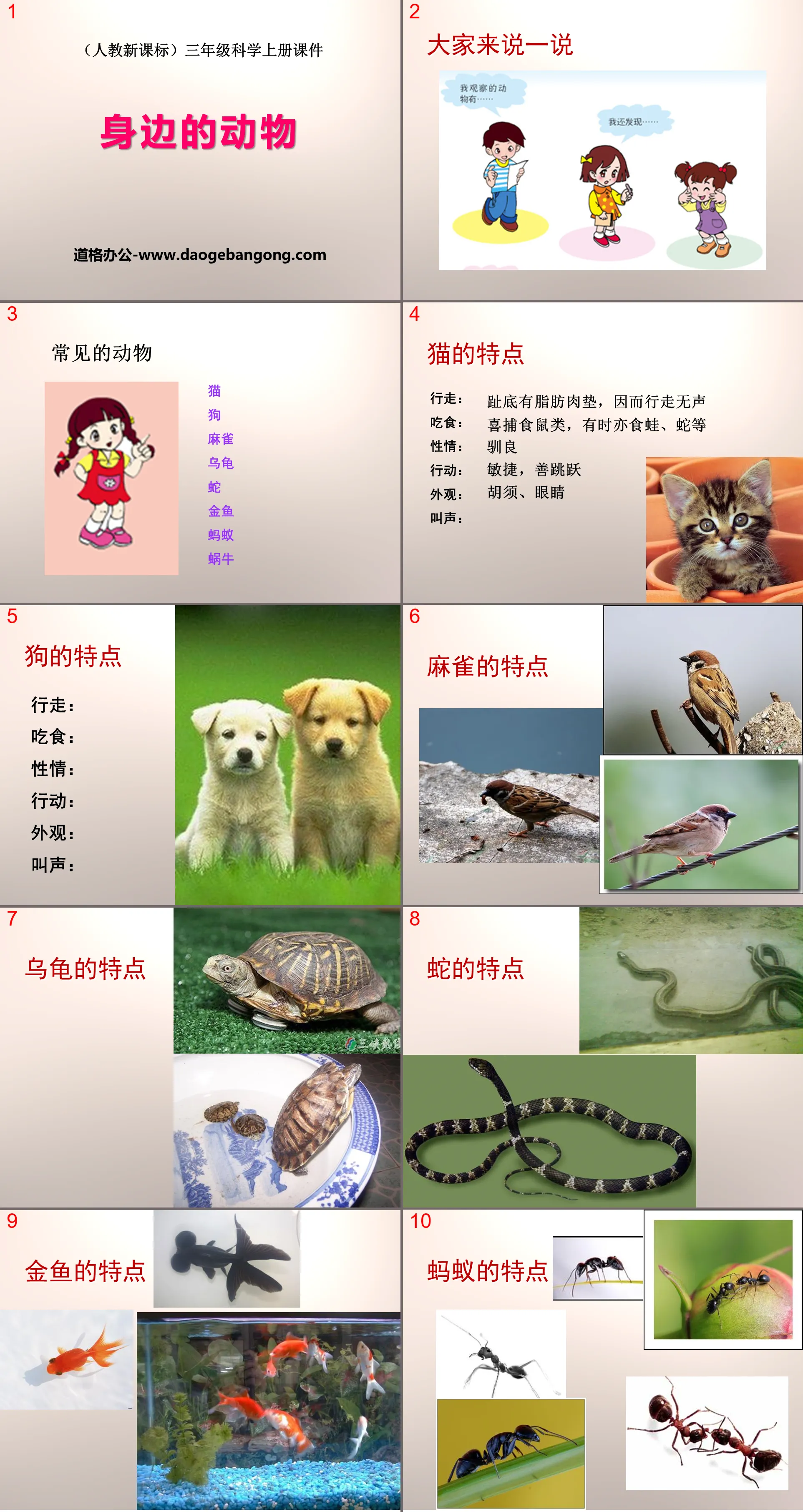 "Animals Around You" Making Friends with Animals PPT Courseware