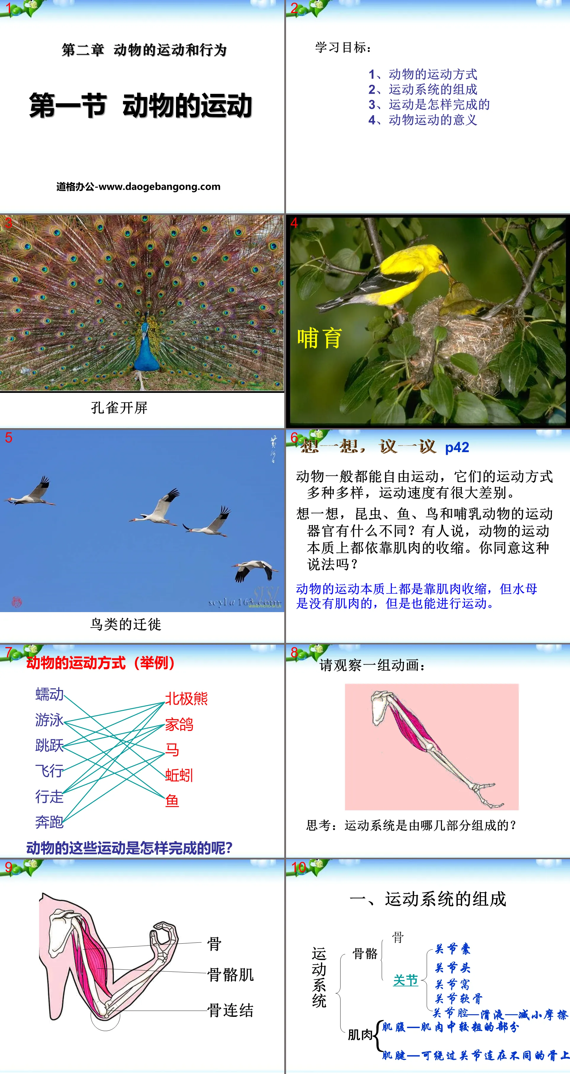 《动物的运动》动物的运动和行为PPT课件8
