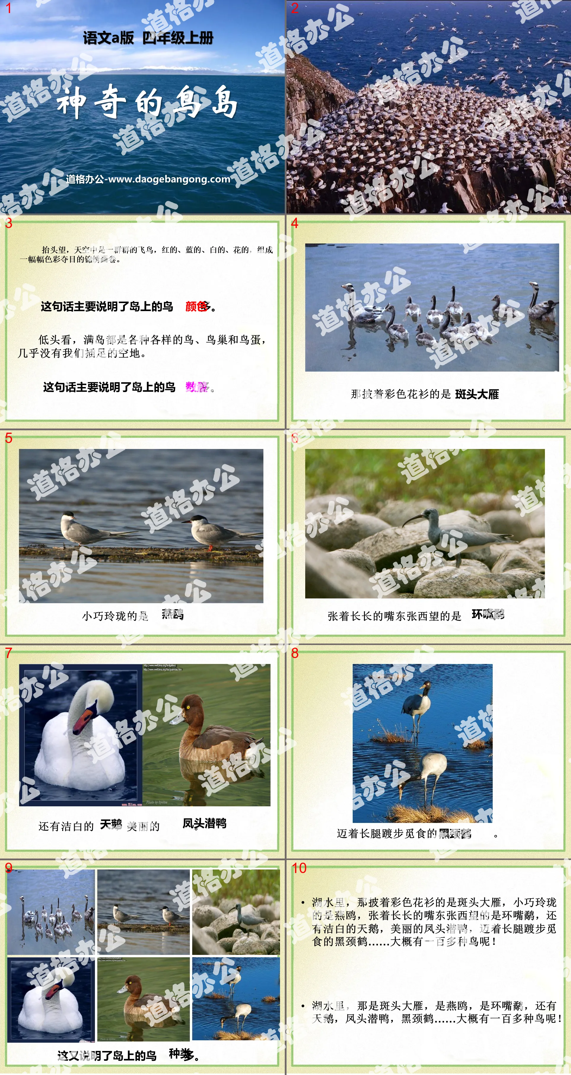 "Magical Bird Island" PPT courseware