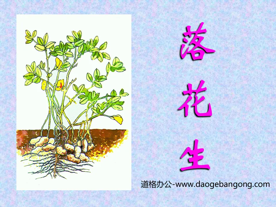 《落花生》PPT课件下载6