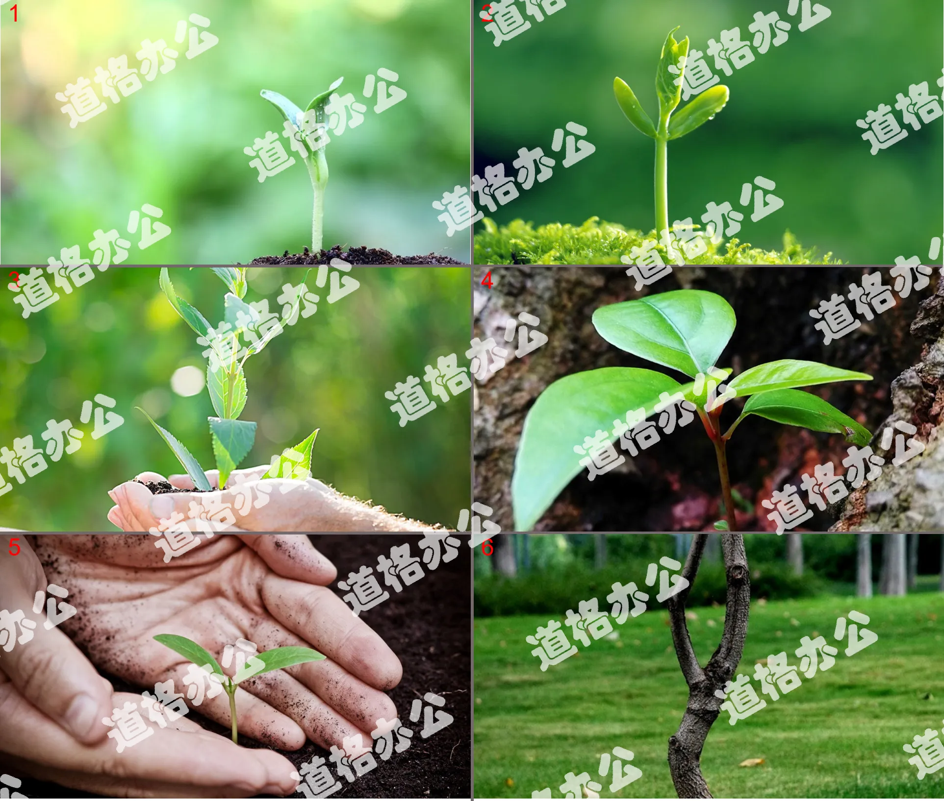 Six plant sprouts PPT background pictures