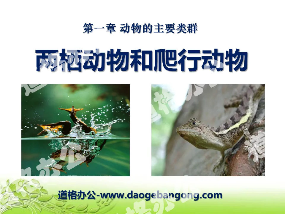 "Amphibians and Reptiles" Main Groups of Animals PPT Courseware 3