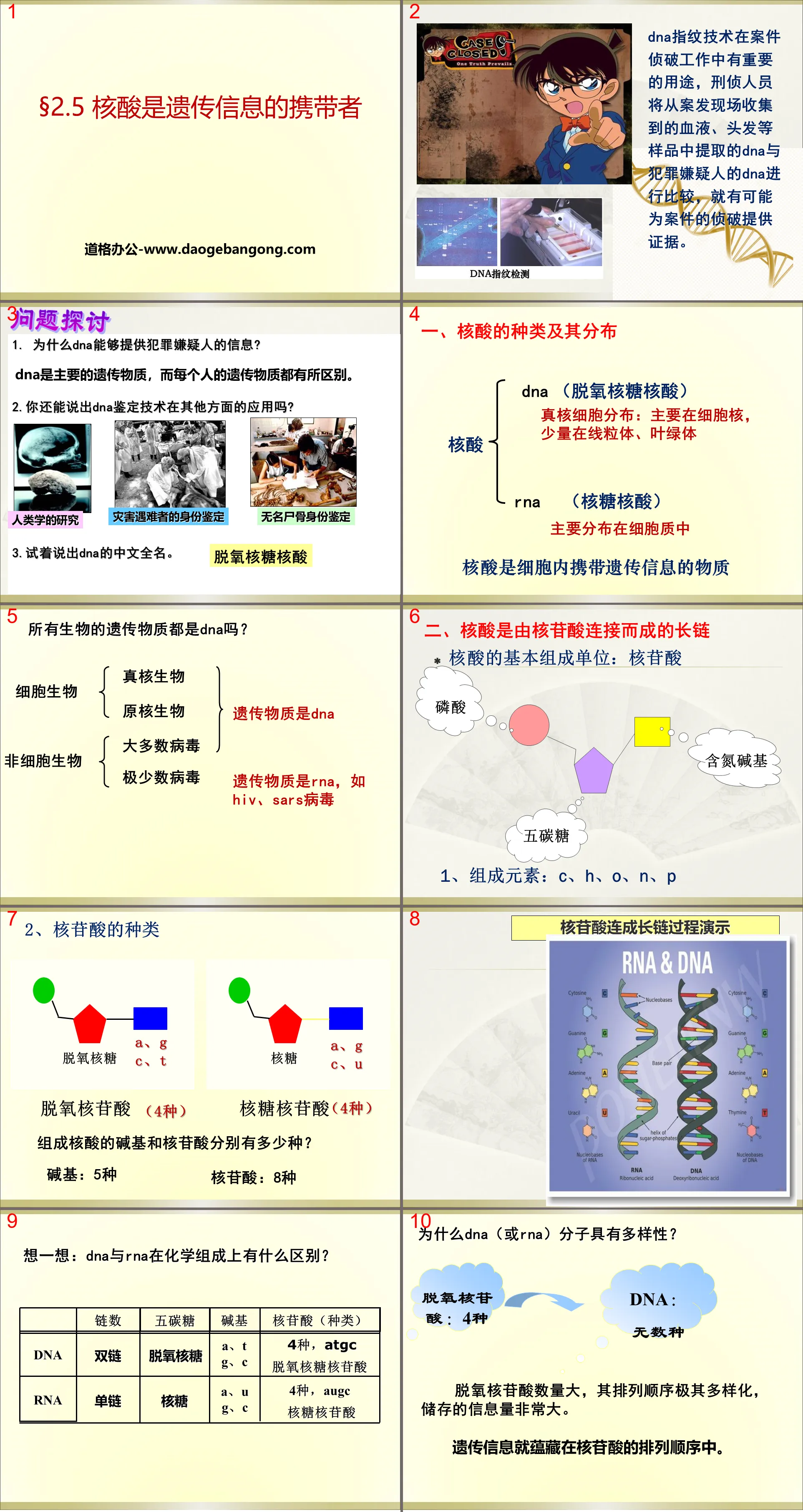 《核酸是遗传信息的携带者》组成细胞的分子PPT
