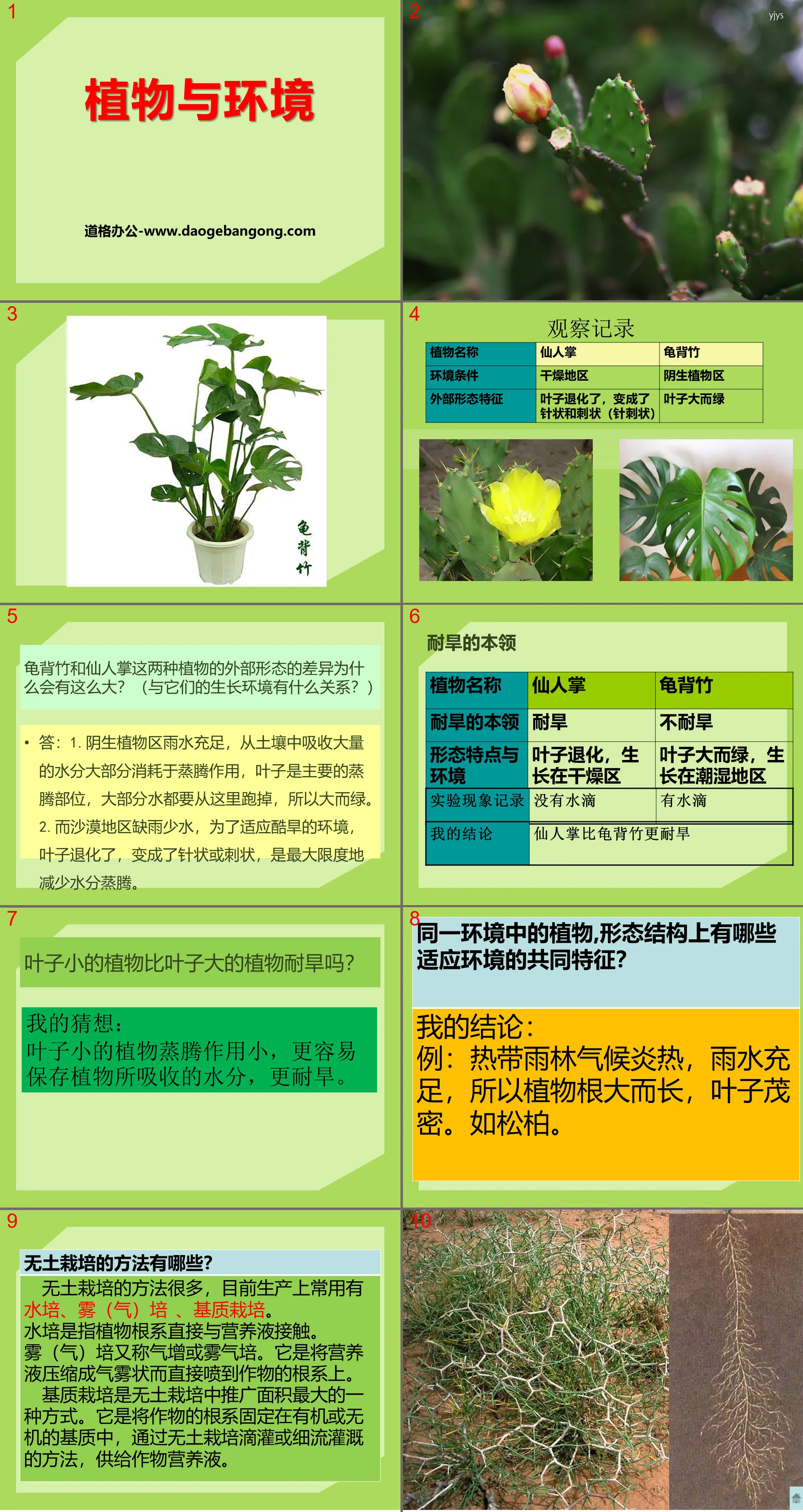 "Plants and Environment" Biology and Environment PPT Courseware