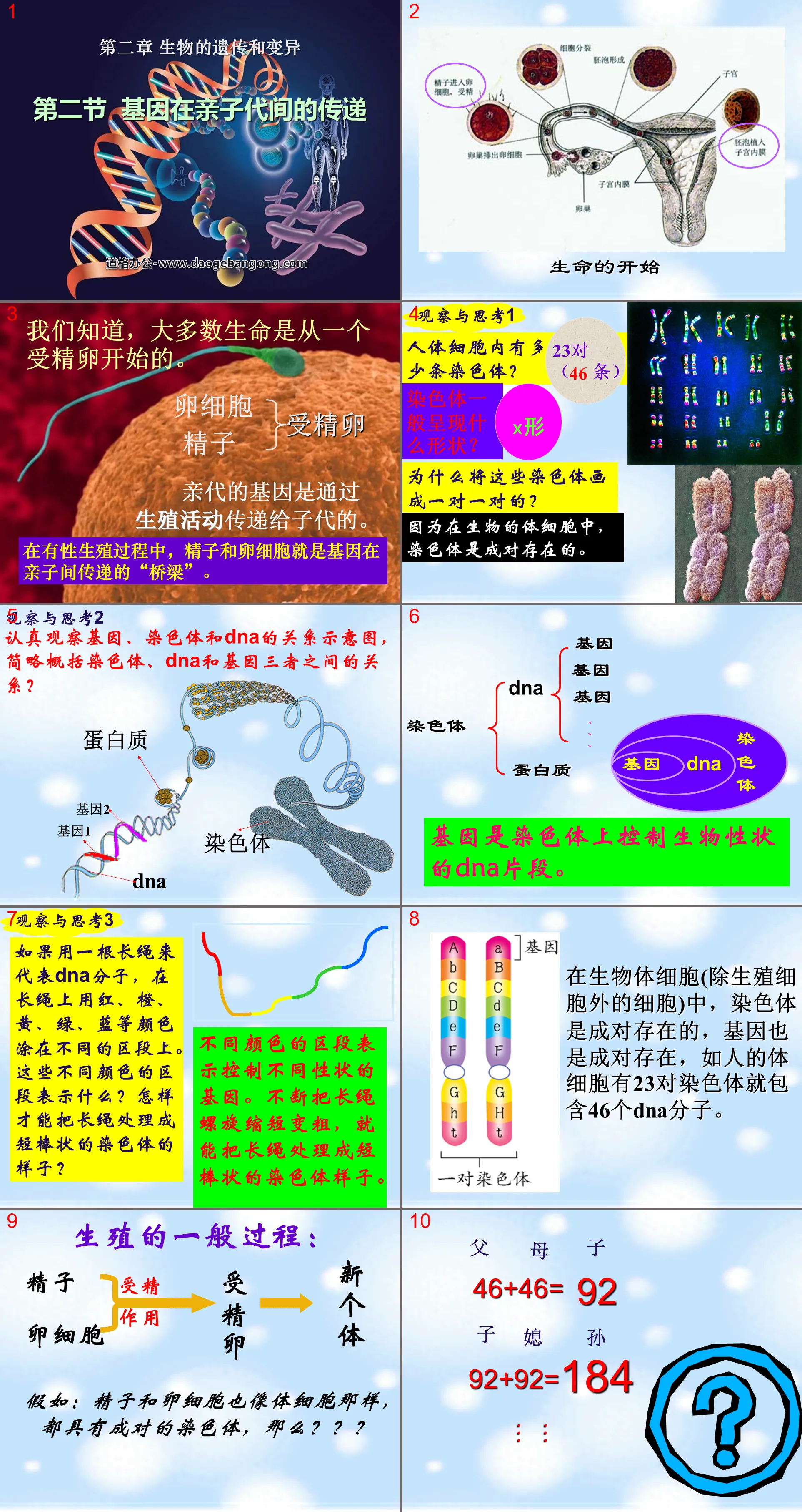 《基因在親子代間的傳遞》生物的遺傳與變異PPT課件2