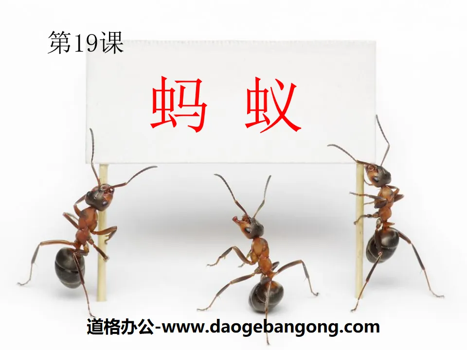 "Ants" PPT