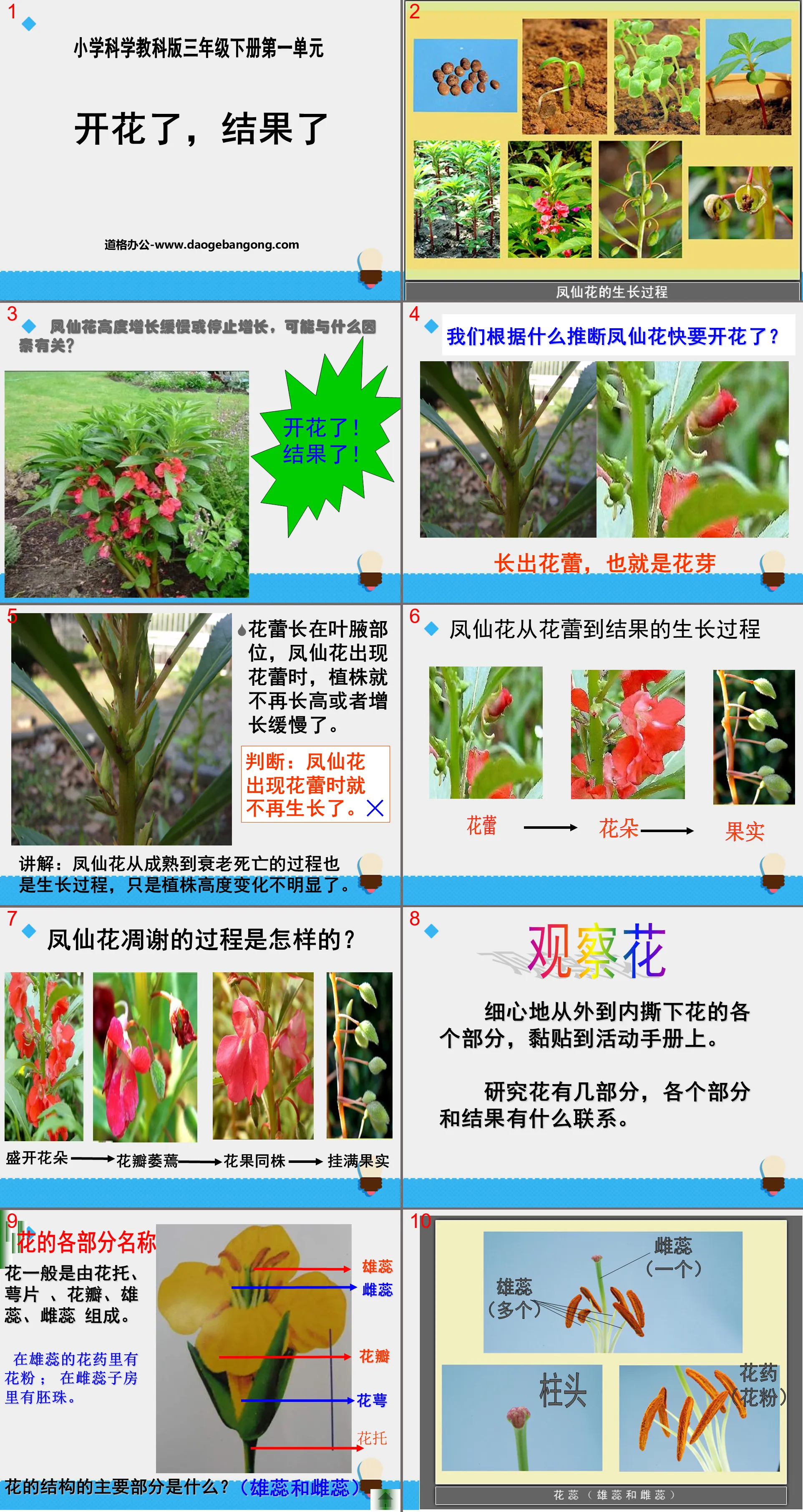 《開花了，結果了》植物的生長變化PPT課件3