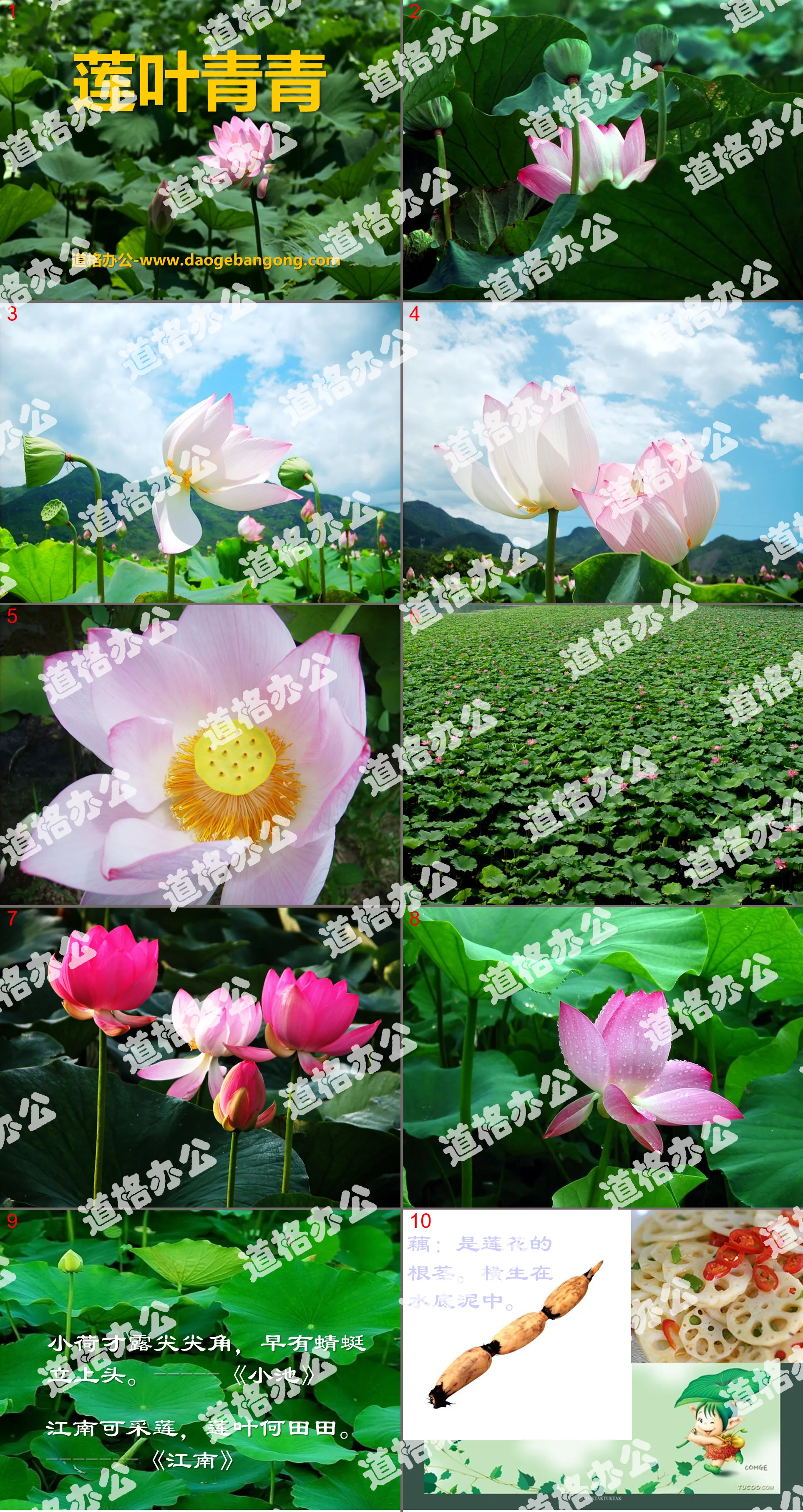 "Green Lotus Leaves" PPT Courseware 4