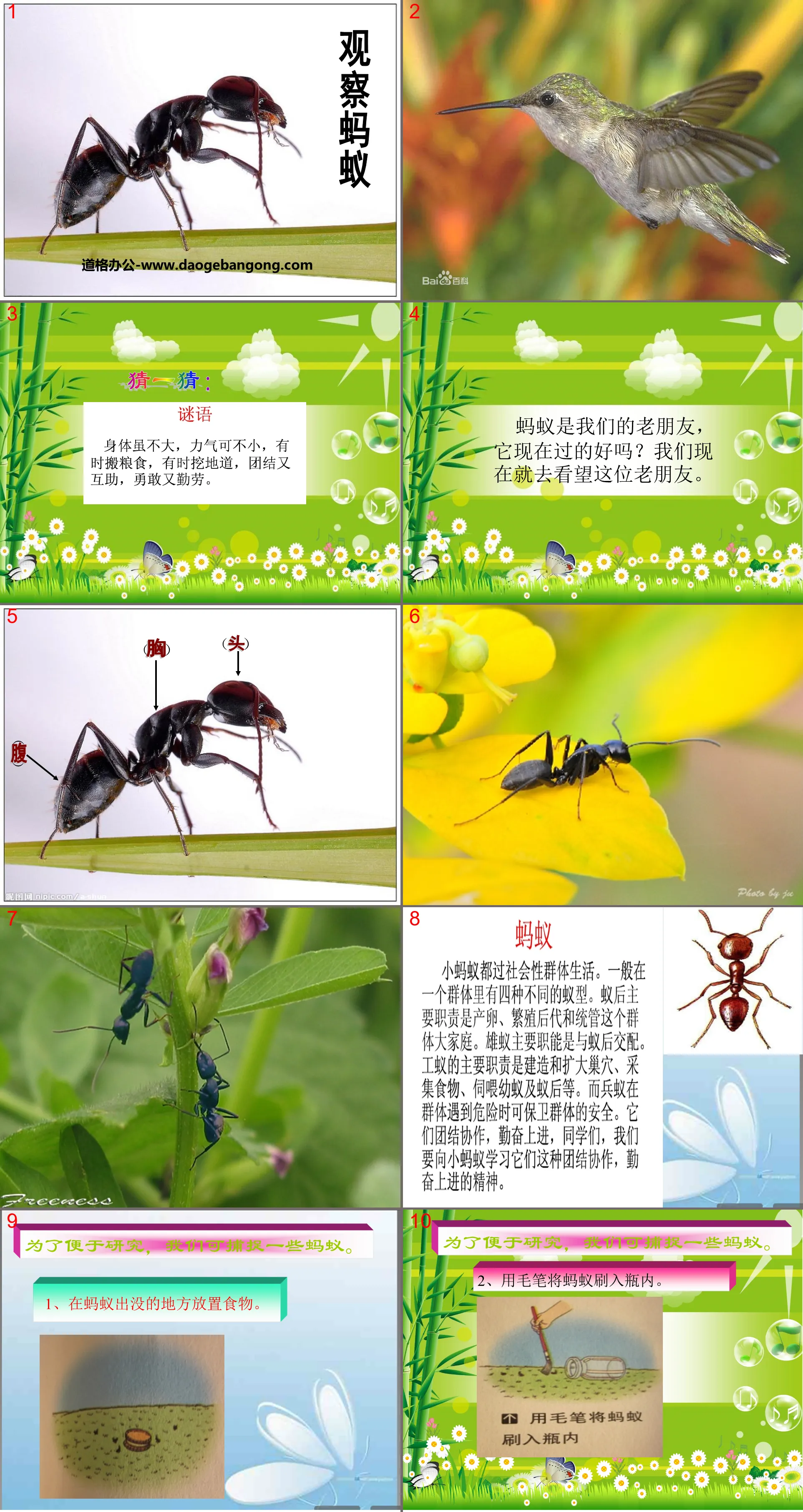 《观察蚂蚁》寻访校园里的动植物PPT课件
