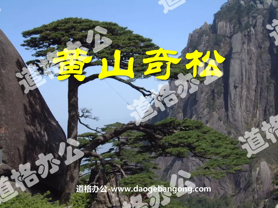 "Huangshan Wonderful Pines" PPT Courseware 3