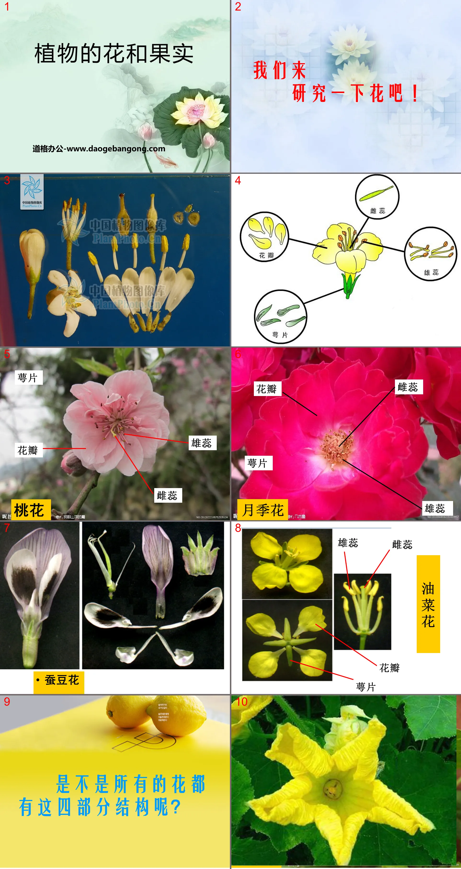 Didacticiel PPT "Fleurs et fruits des plantes"