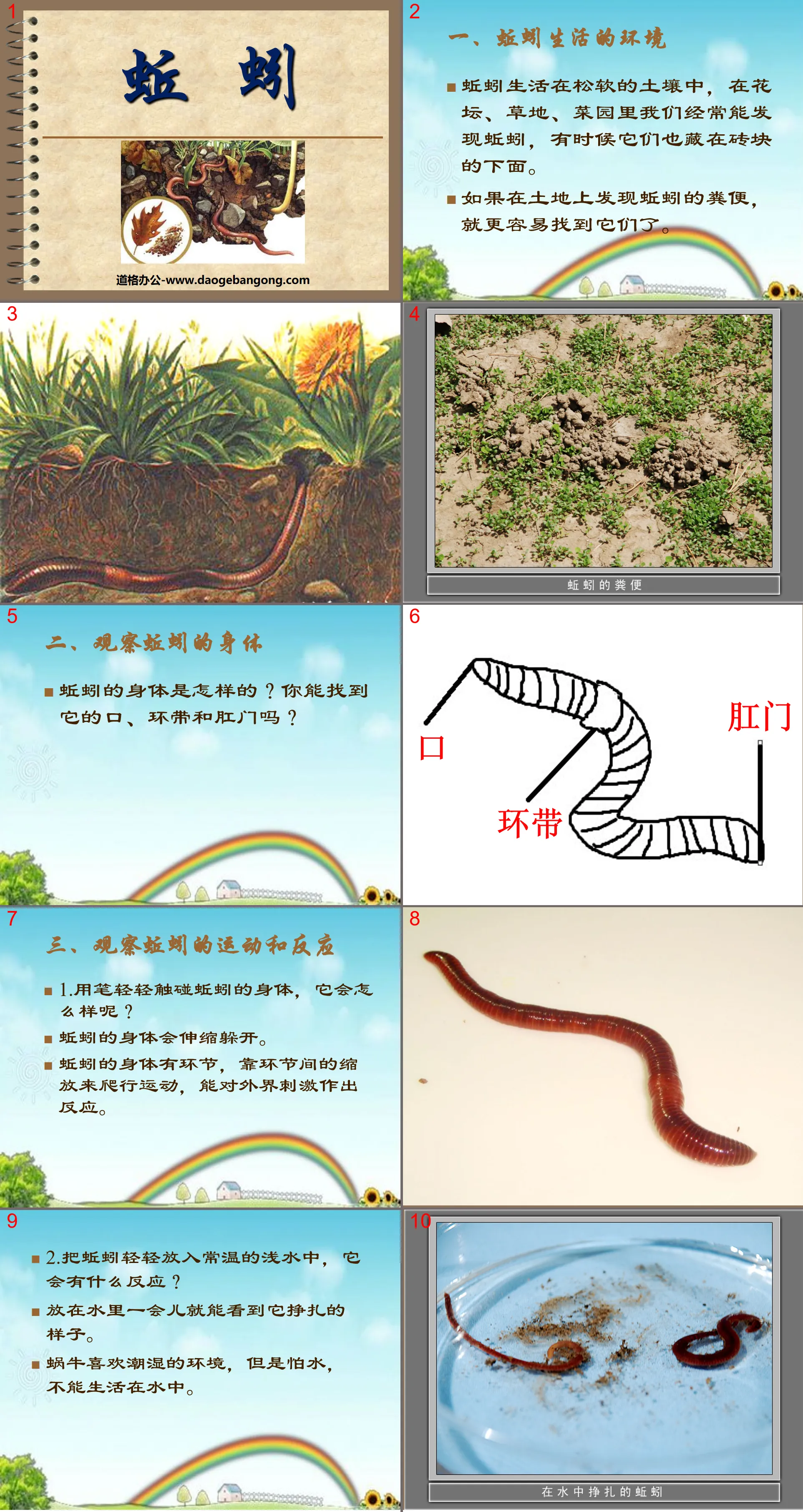 "Earthworm" Animal PPT Courseware 2