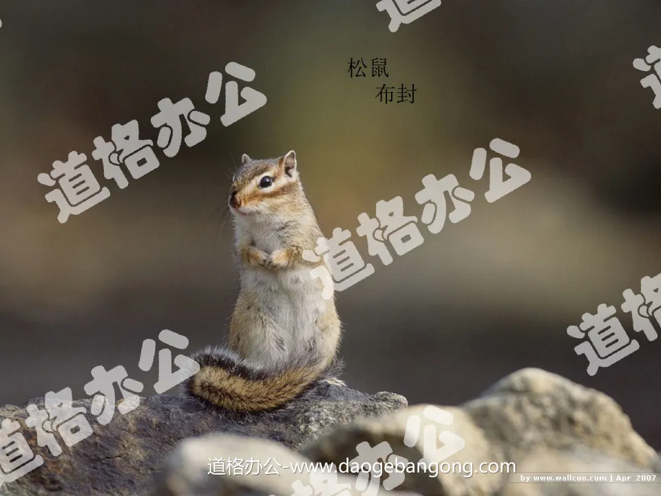 "Squirrel" PPT courseware download 3