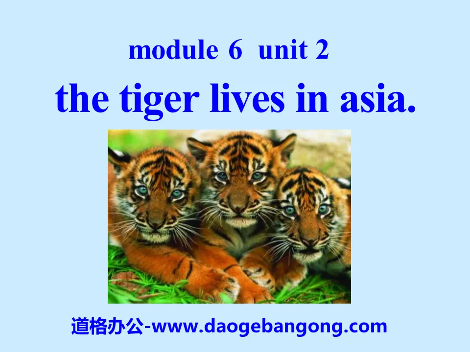 "The tiger lives in Asia" PPT courseware 2