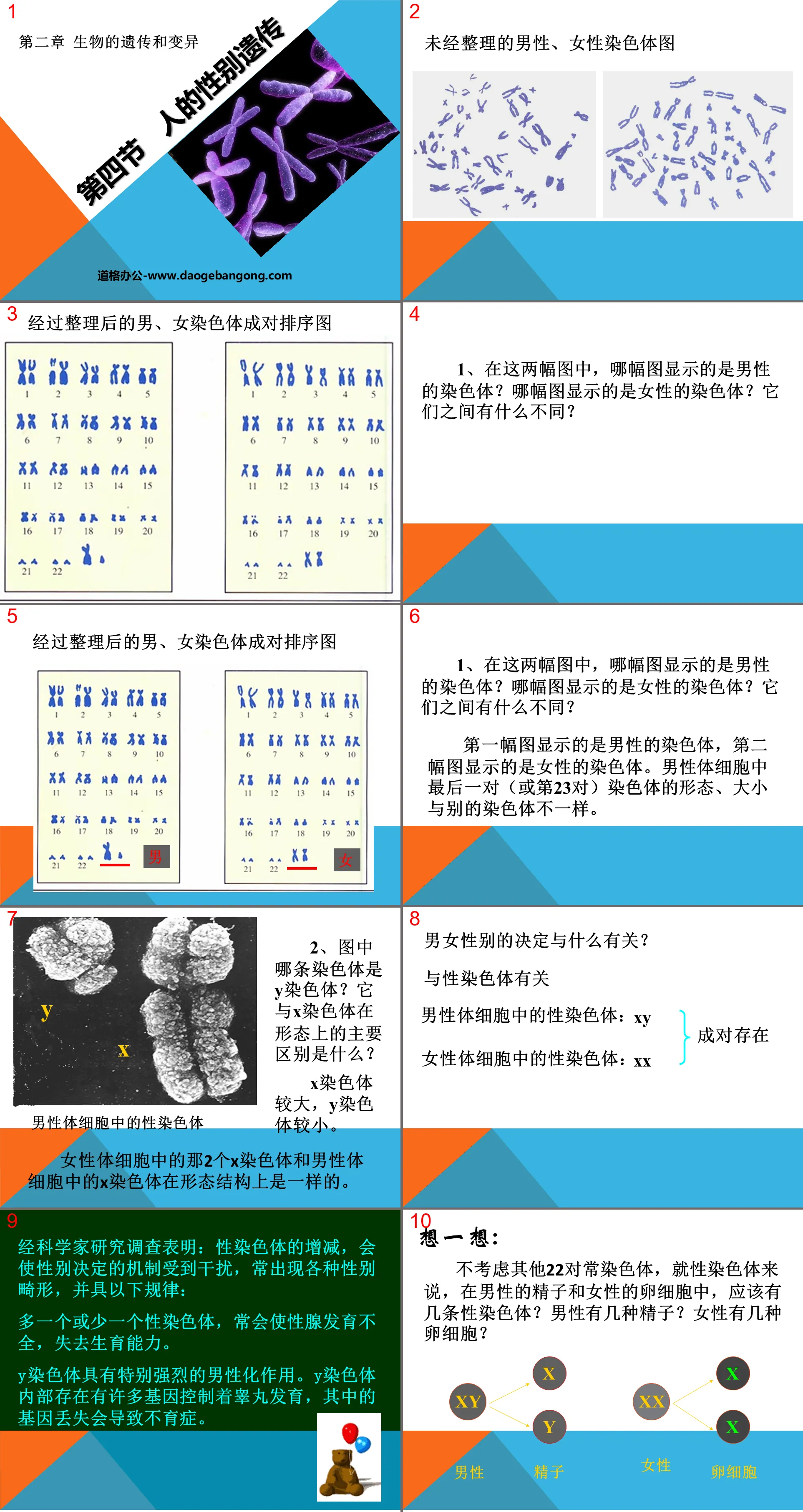 《人的性别遗传》生物的遗传和变异PPT课件3