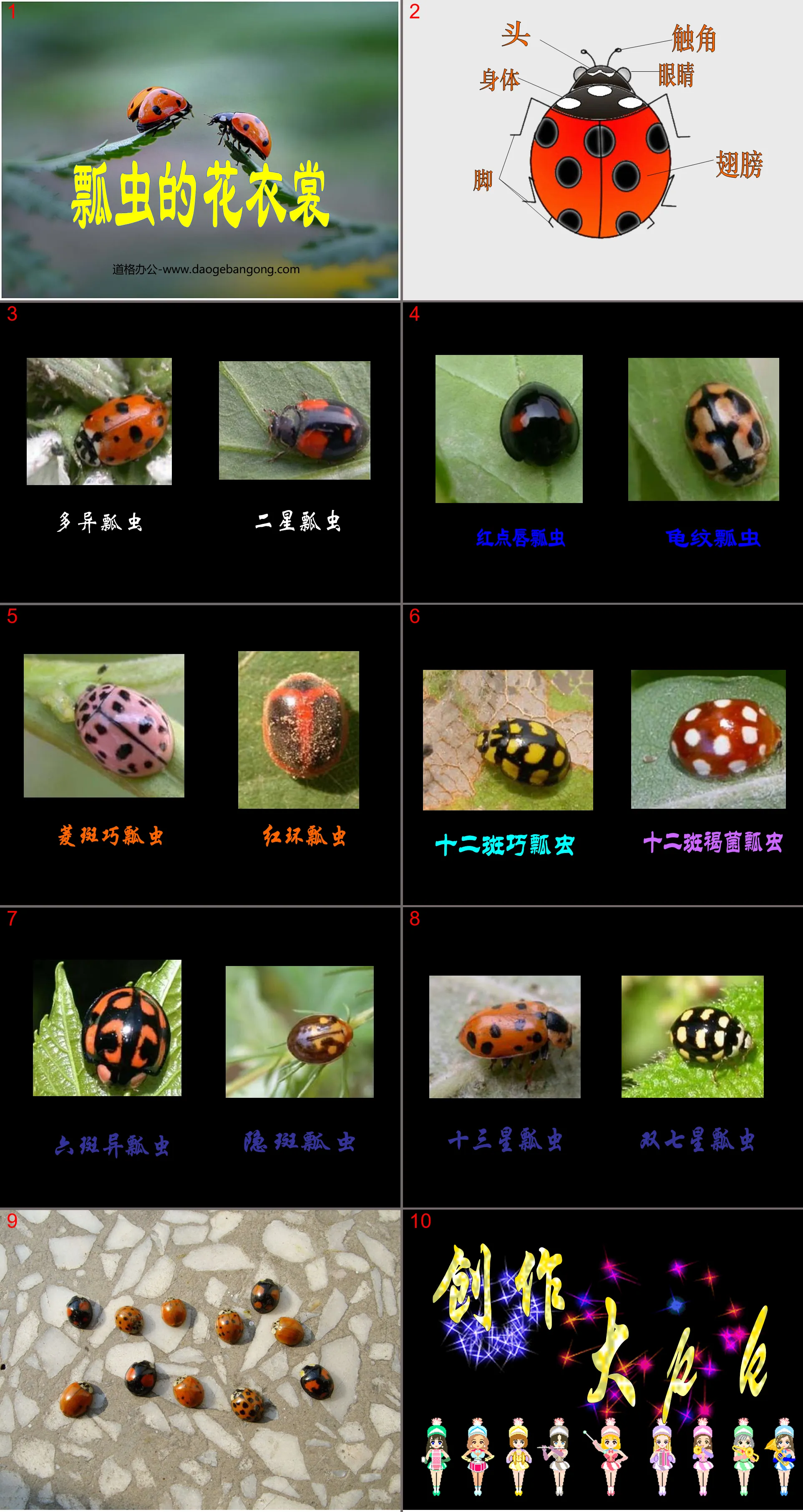 "Ladybug's Flower Clothes" PPT courseware