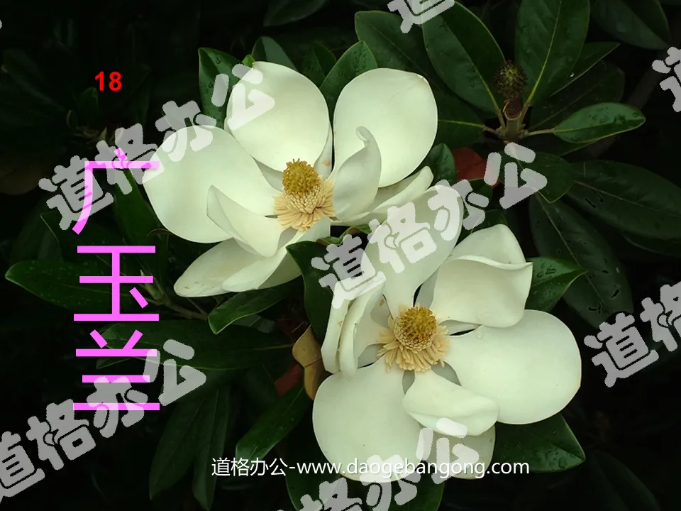 "Magnolia Guang" PPT Courseware 3