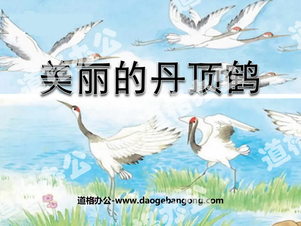 "Beautiful Red-crowned Crane" PPT courseware 6