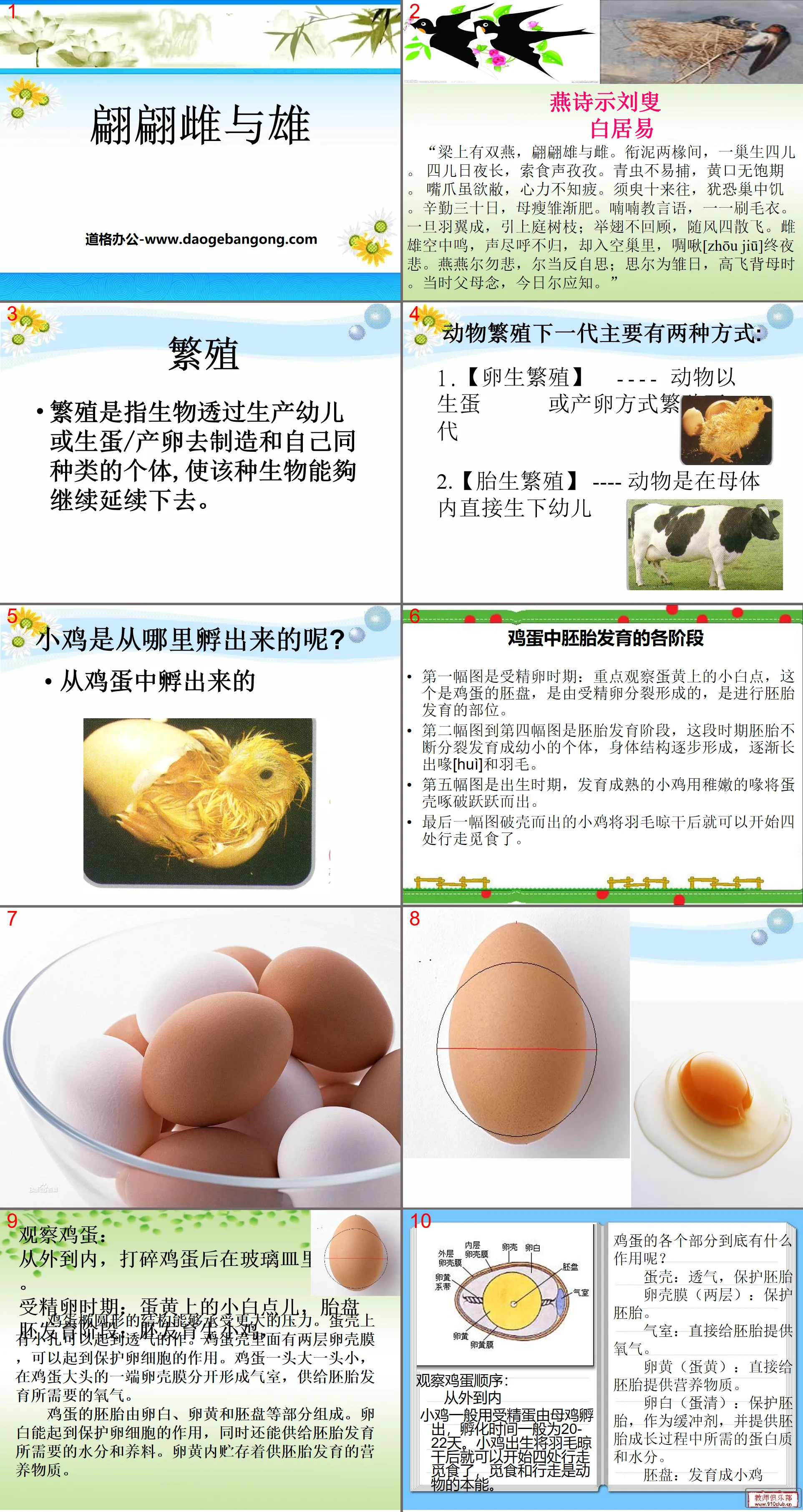 《 翩翩雌與雄 》PPT