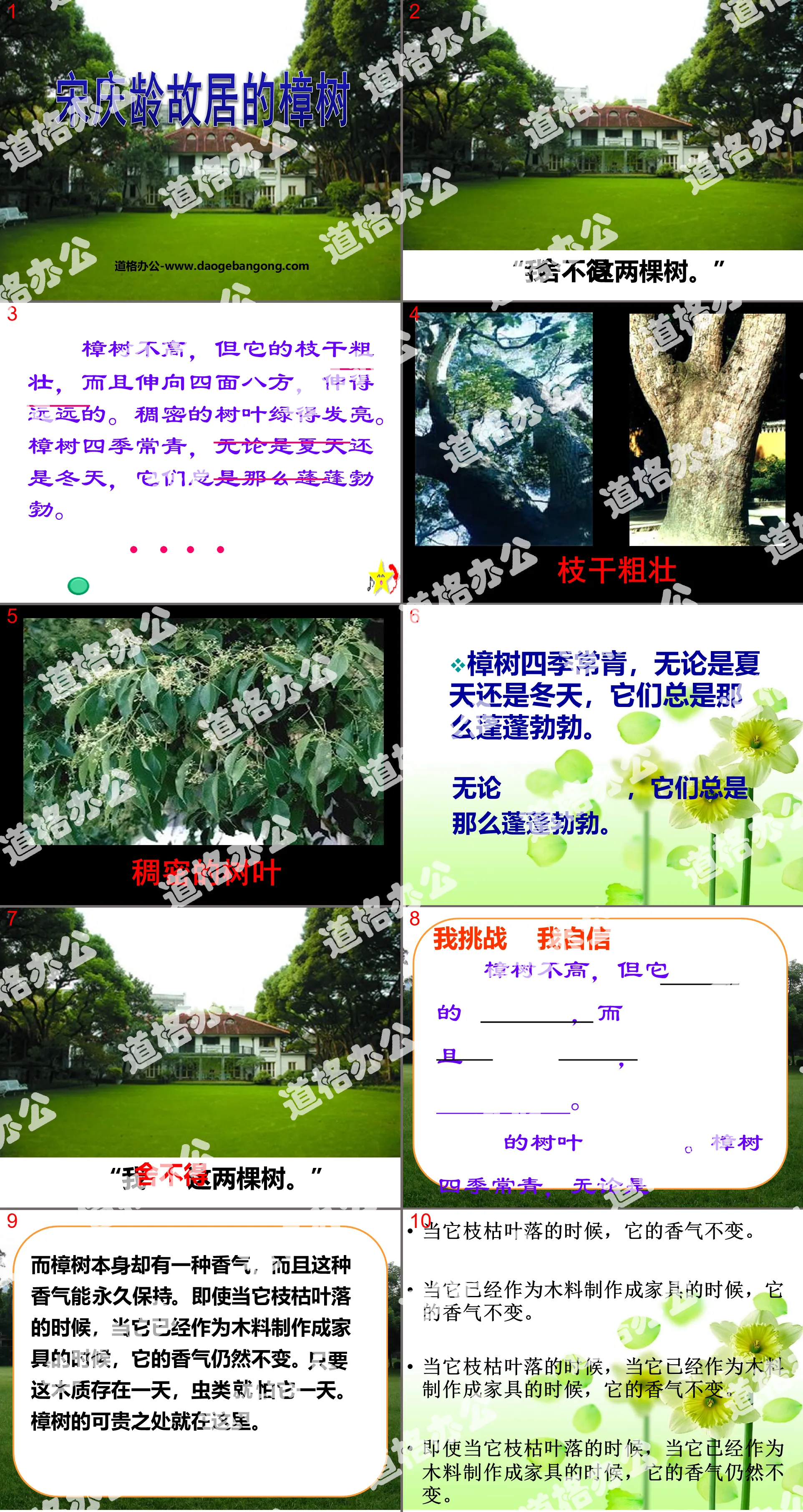 "The camphor tree in Soong Ching Ling's former residence" PPT courseware 4