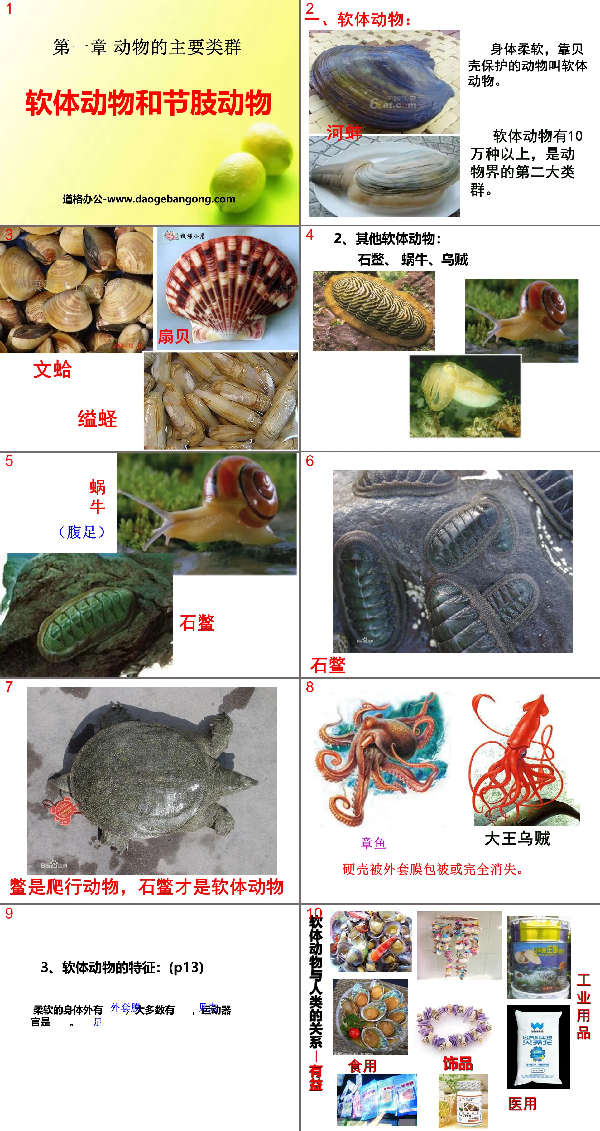 《软体动物和节肢动物》动物的主要类群PPT课件3
