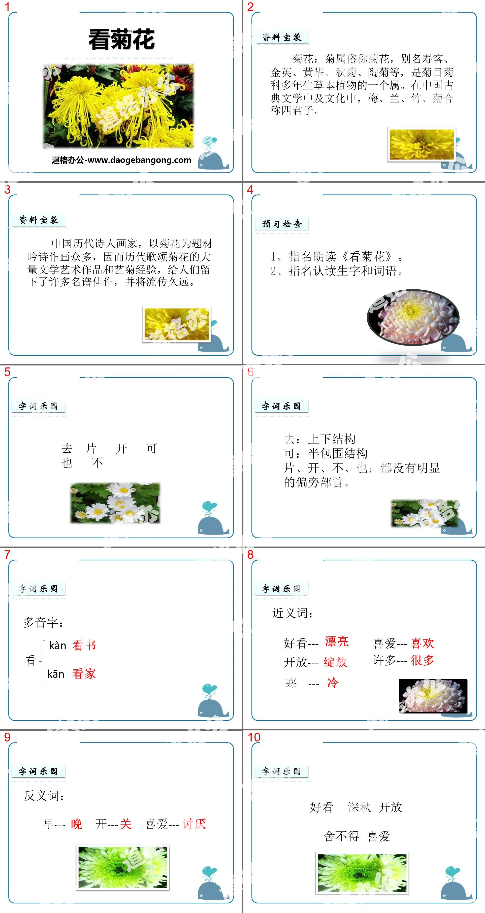 《看菊花》PPT