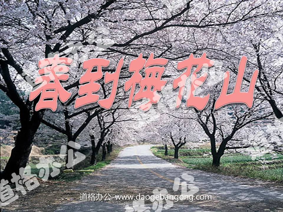 "Spring Arrives at Plum Blossom Mountain" PPT courseware 3