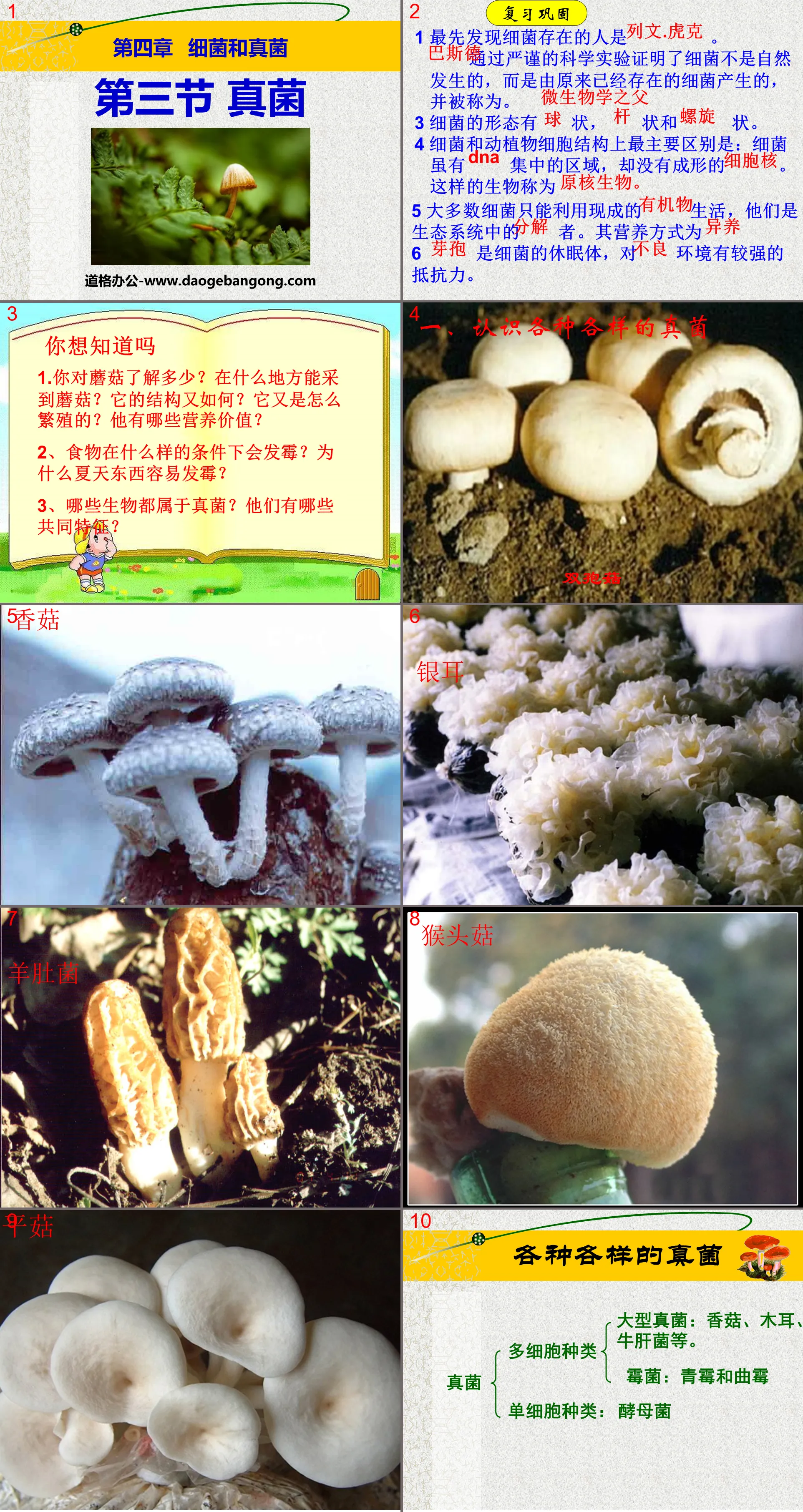 "Fungi" Bacteria and Fungi PPT Courseware 7